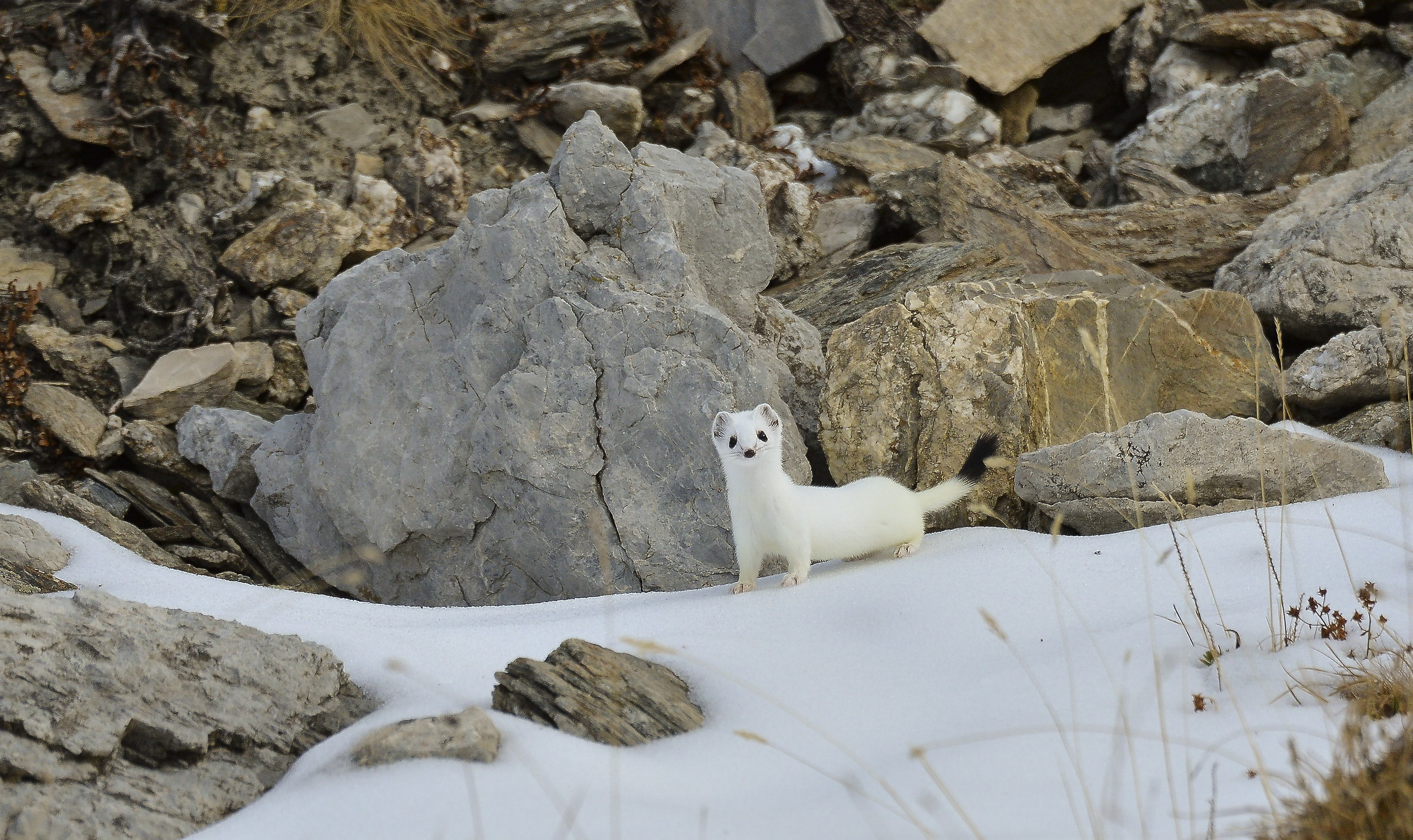 Ermine