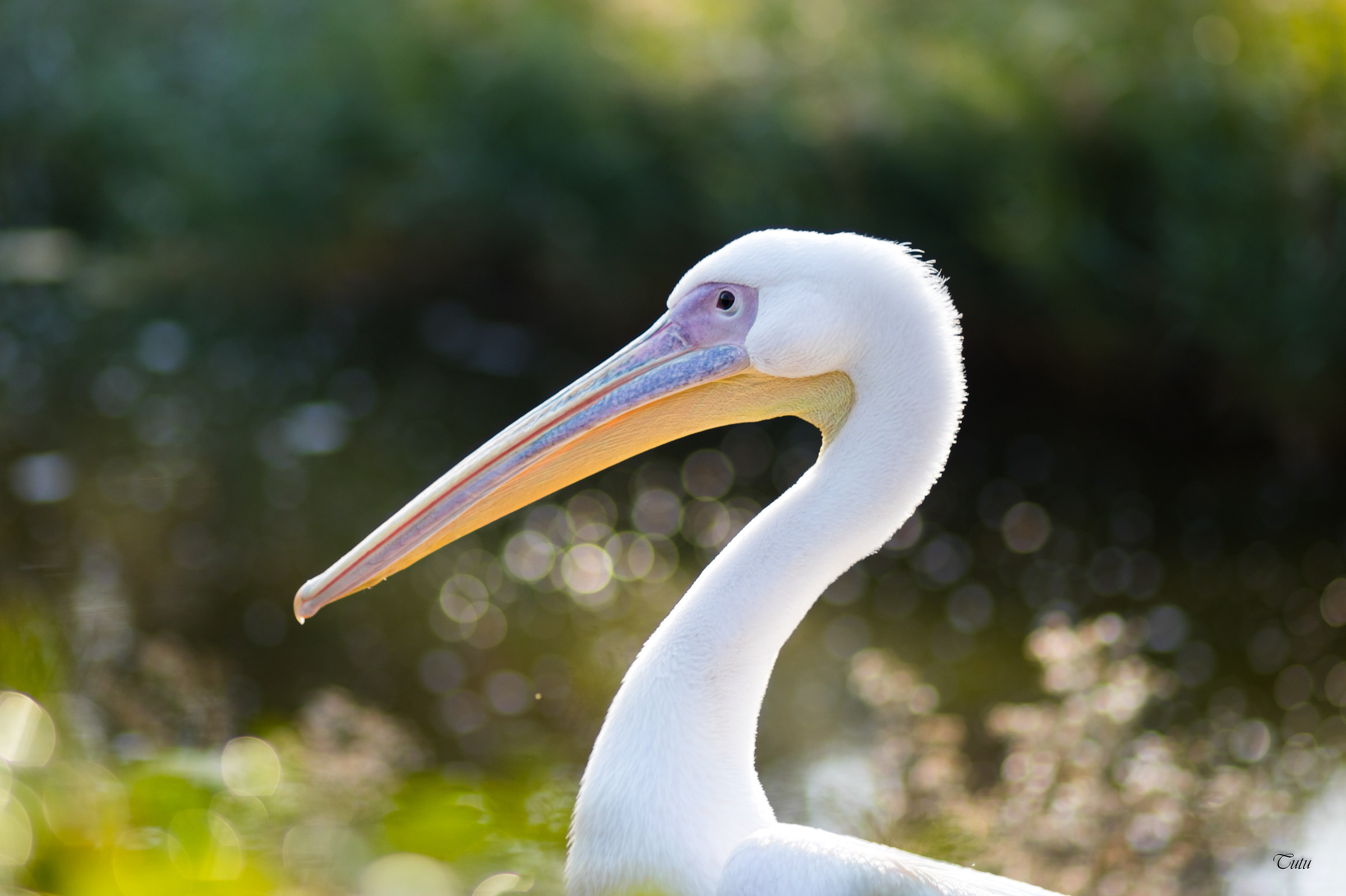 Portrait of a Pelican