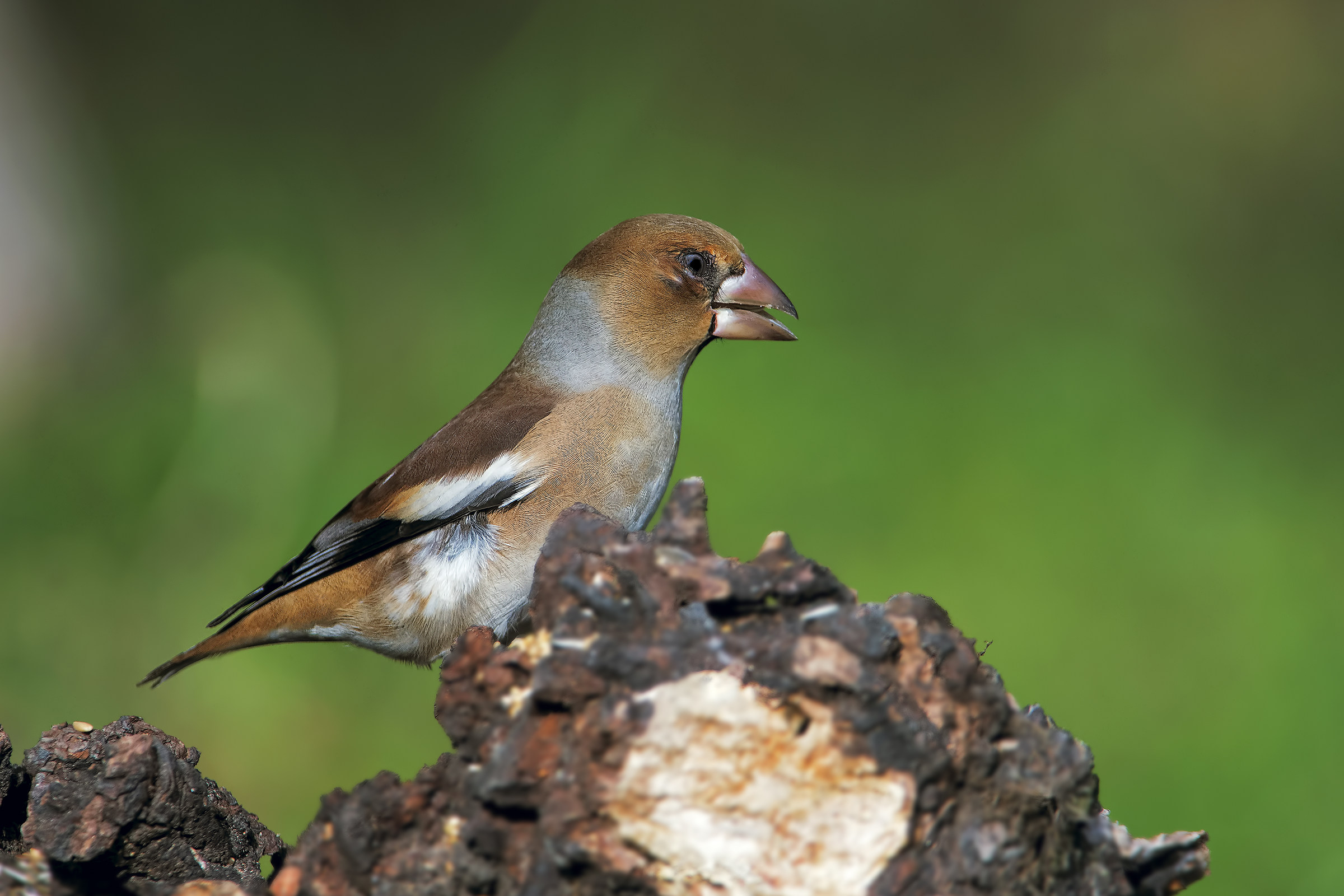 Grosbeak