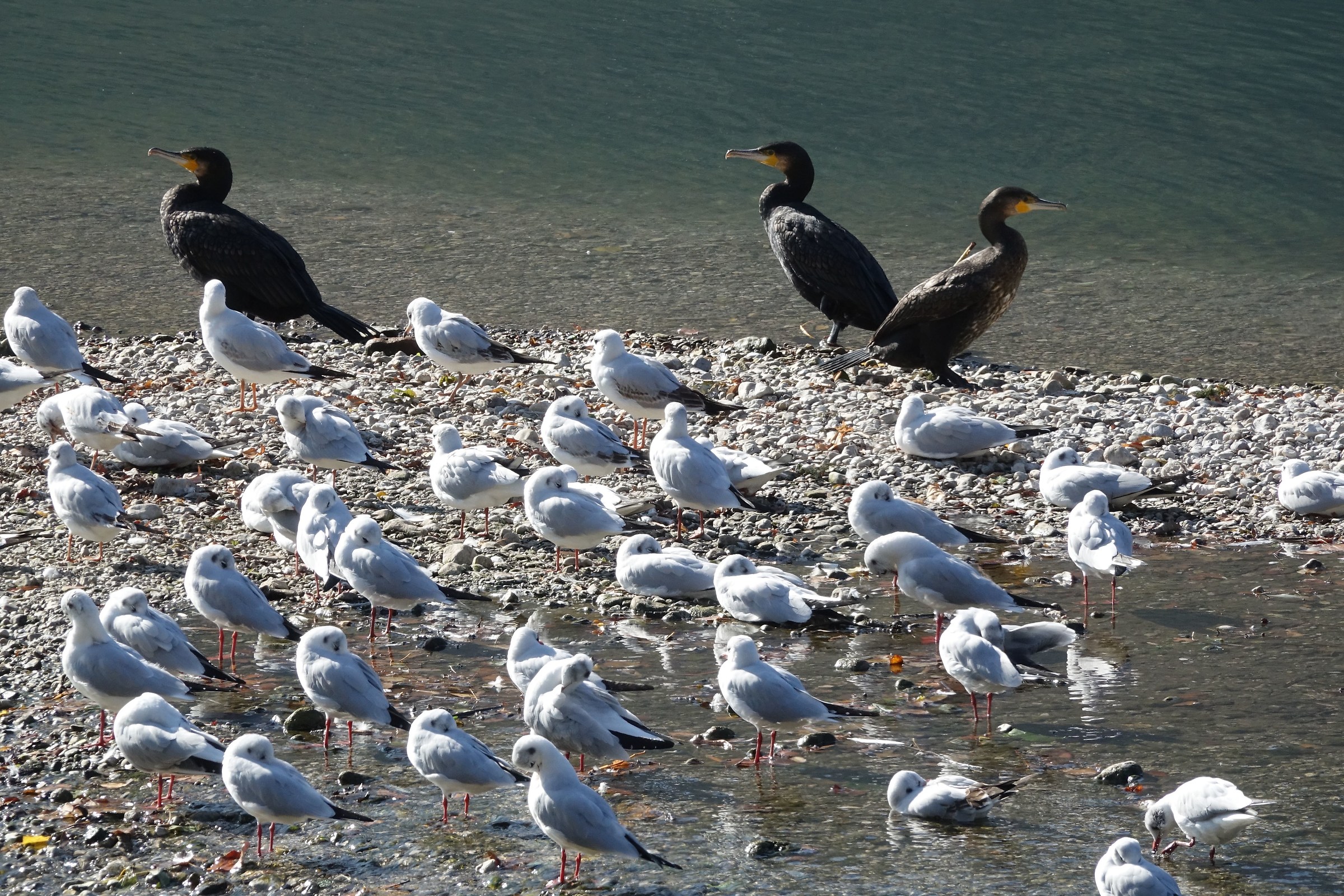 Gabbiani e Cormorani dell'Adda