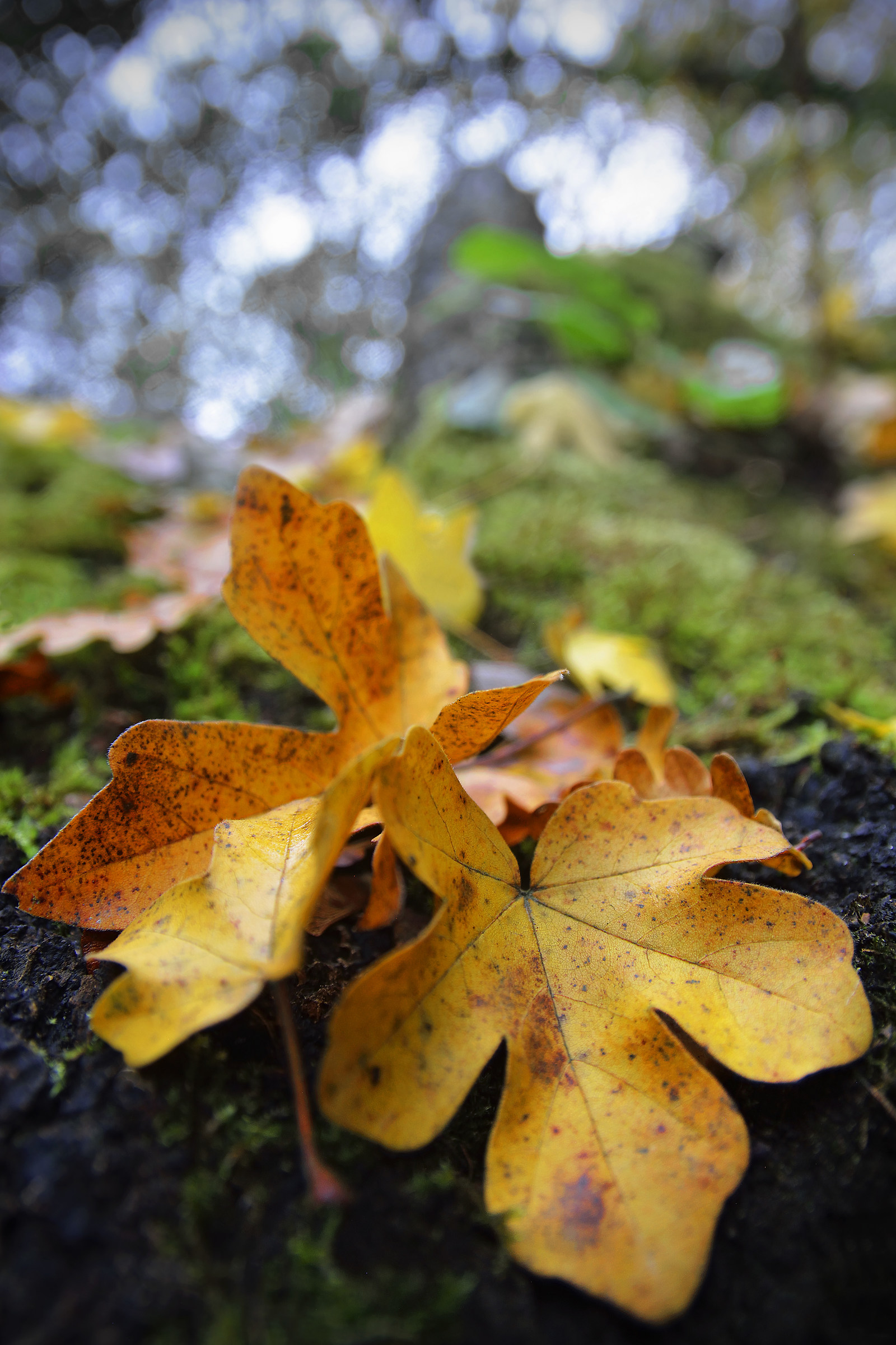 La natura naturale di autunno naturale