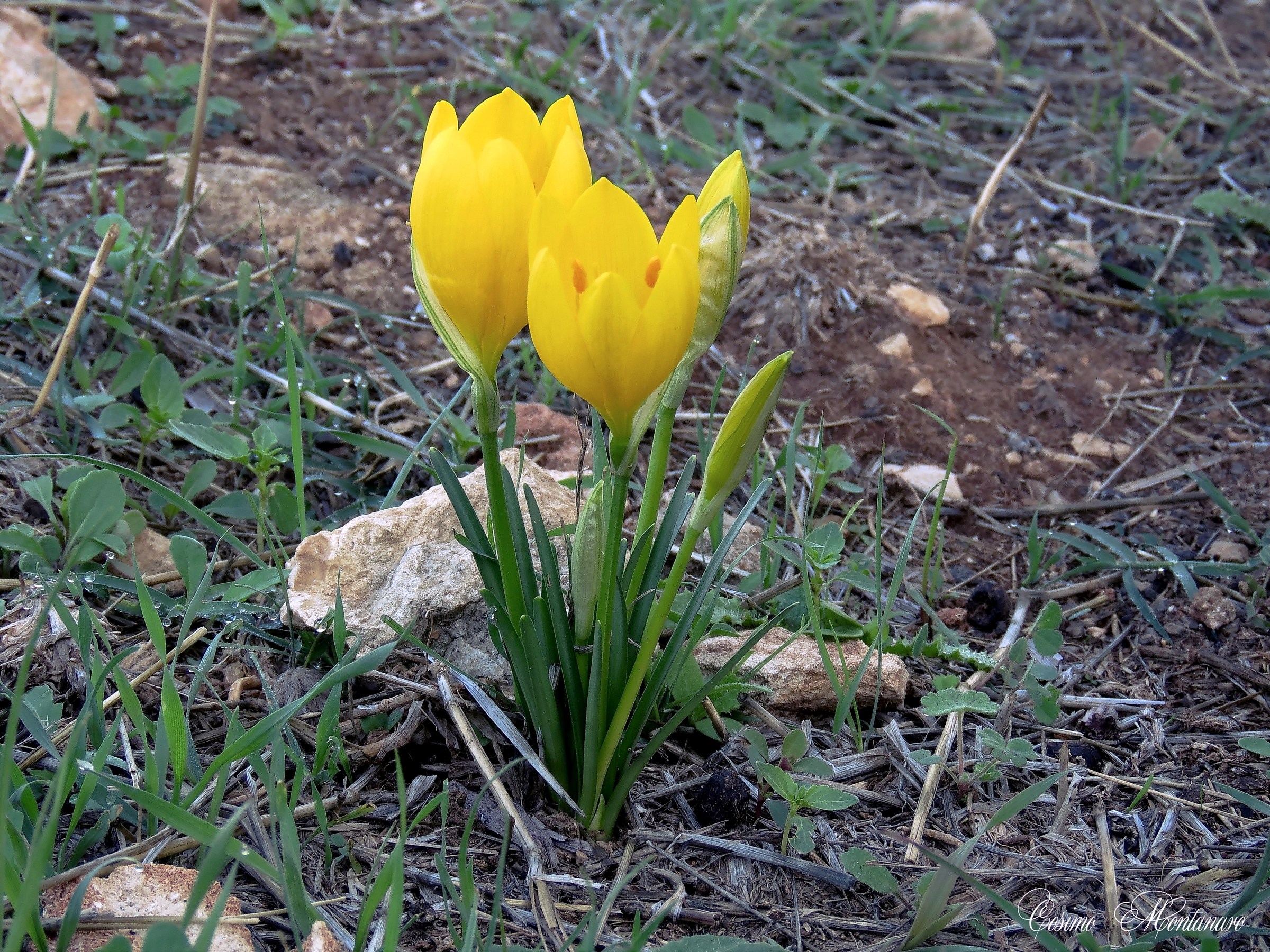 Sternbergia lutea