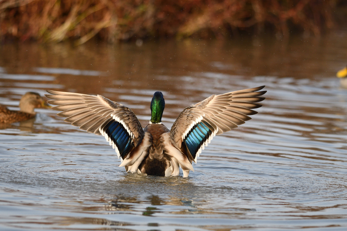 Mallard
