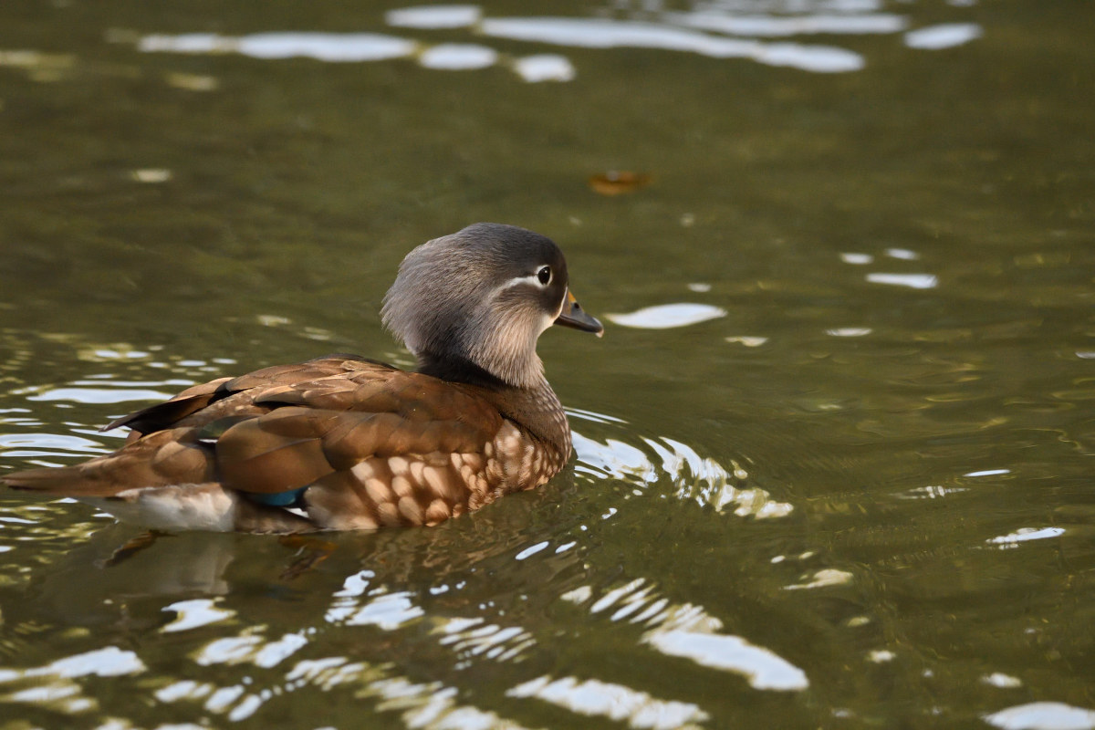 Mandarin female duck