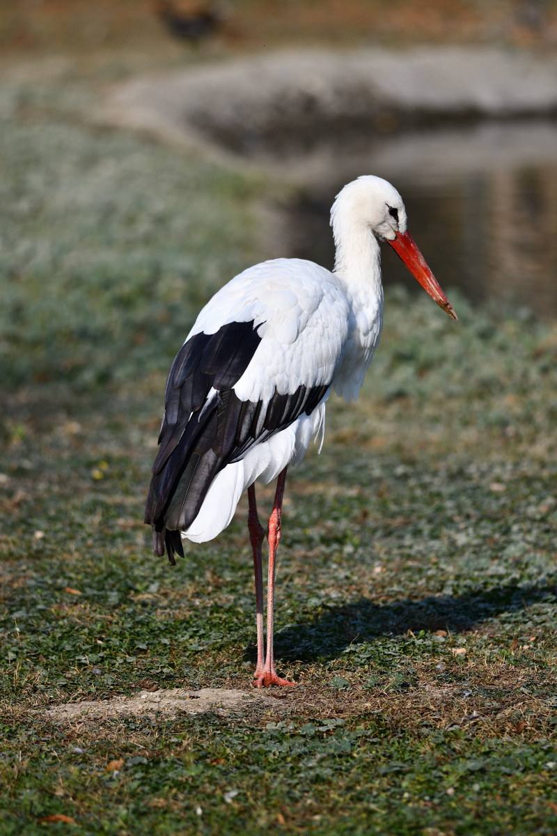 Stork
