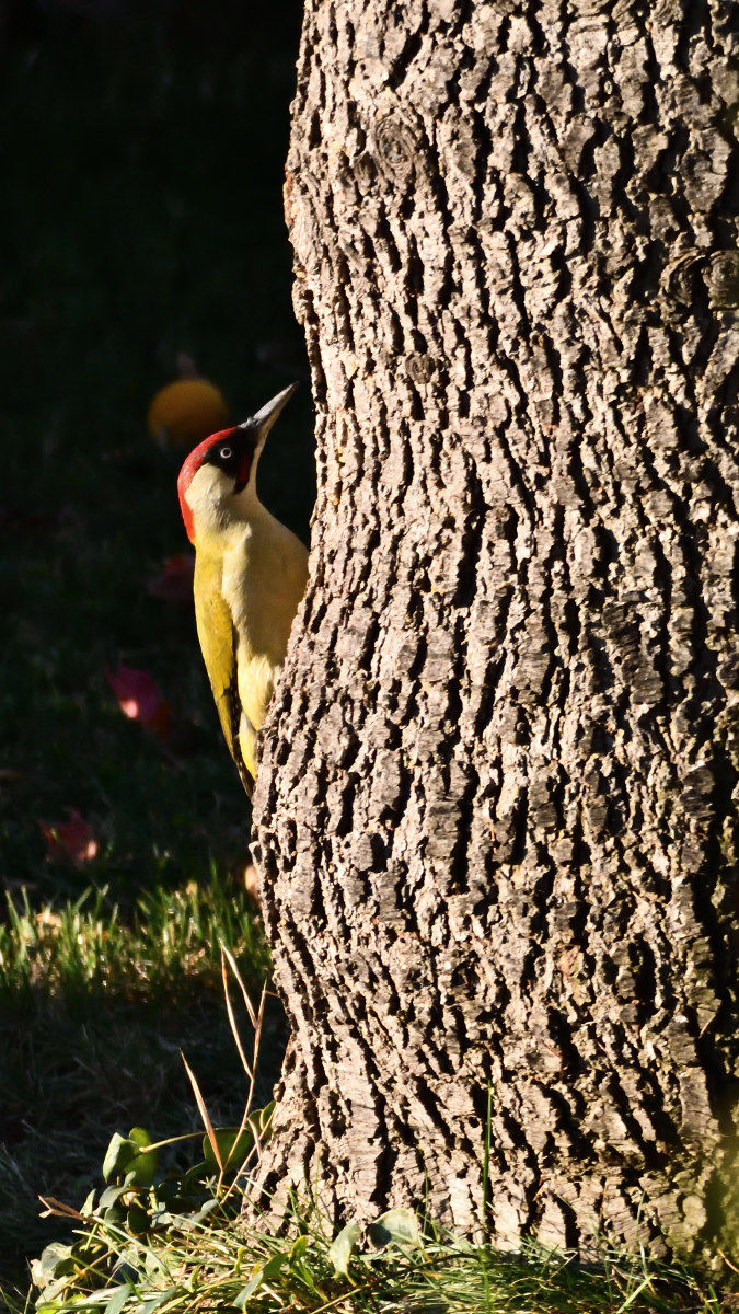 Green woodpecker