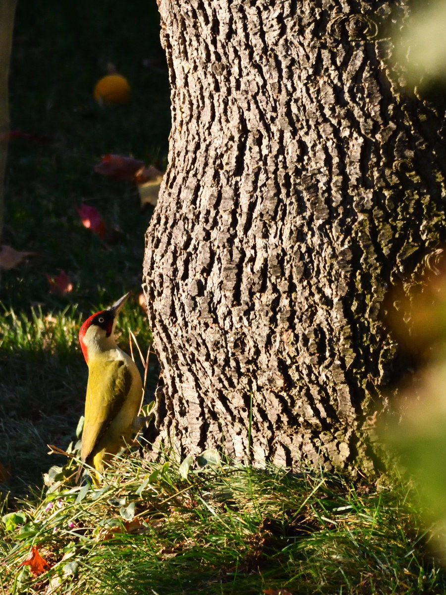 Green woodpecker