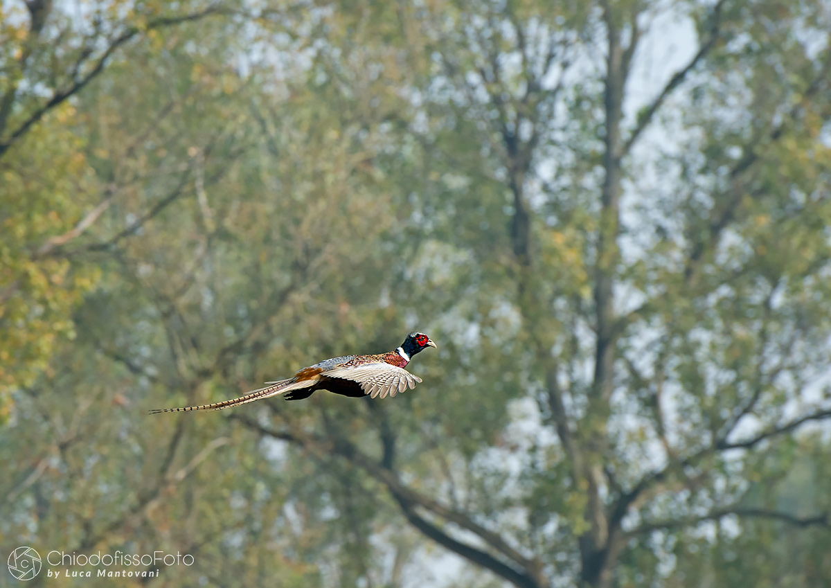 Male pheasant in flight in the woods