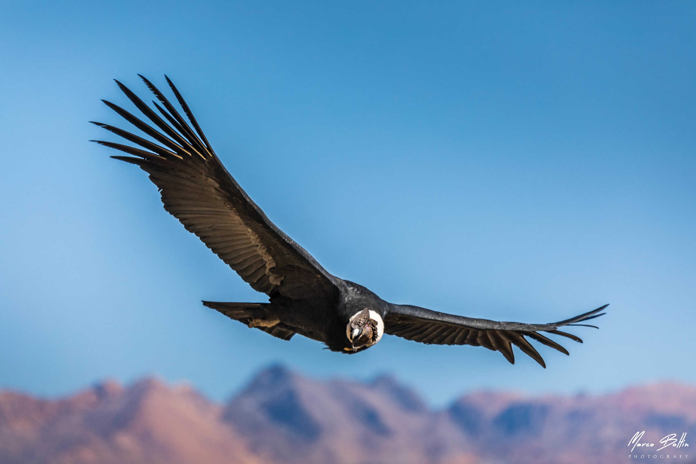 Condor at Condor Crux