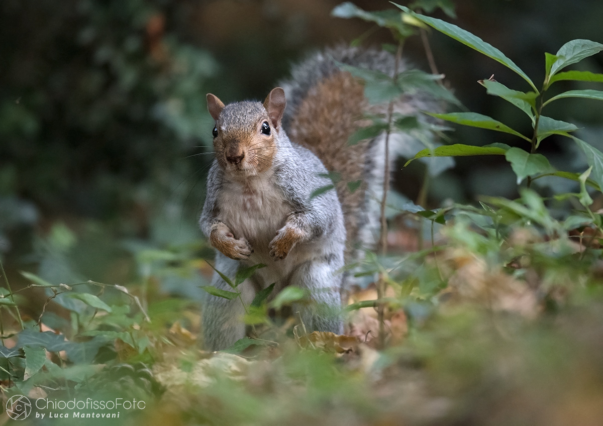 Gray squirrel