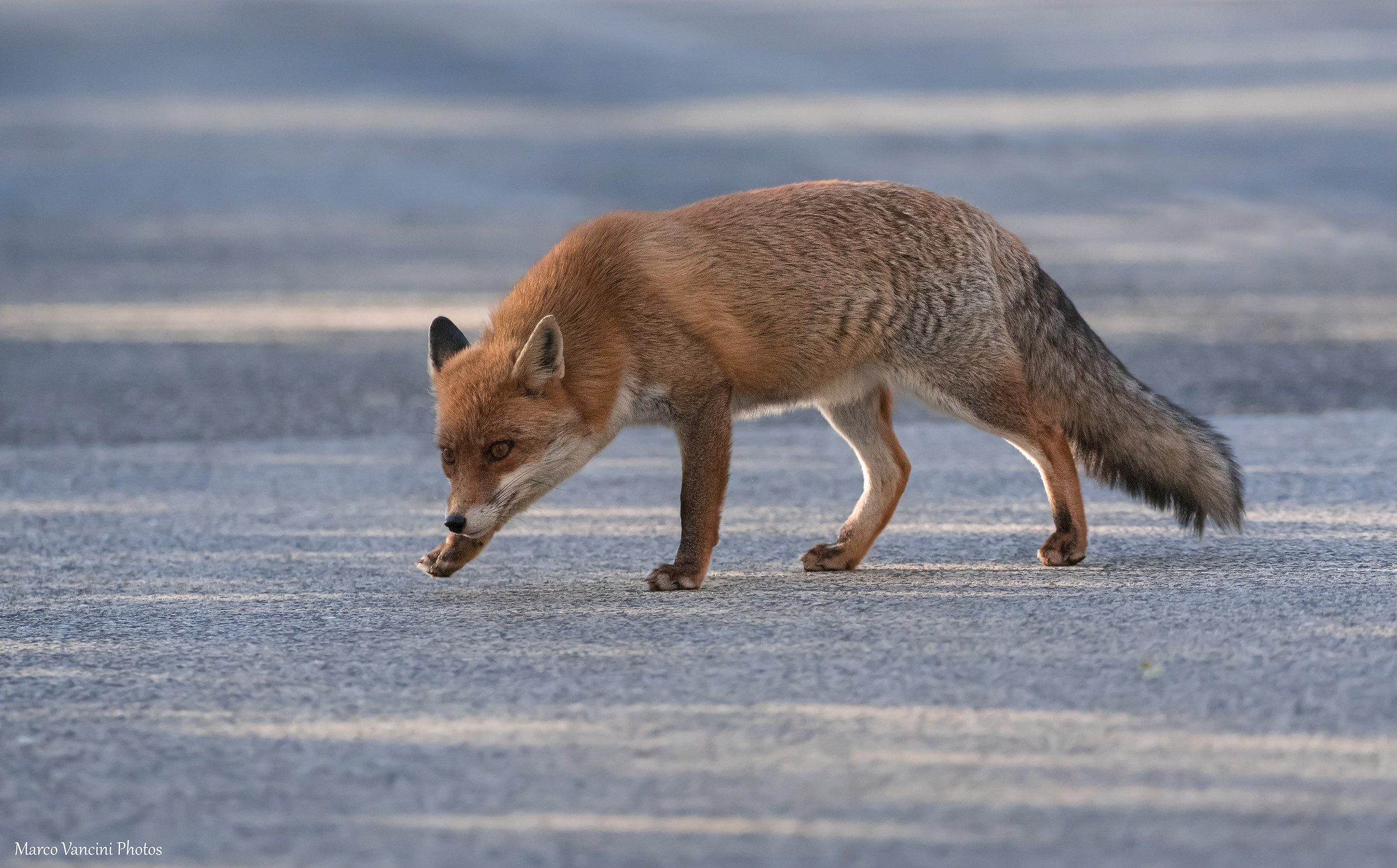 volpe in strada