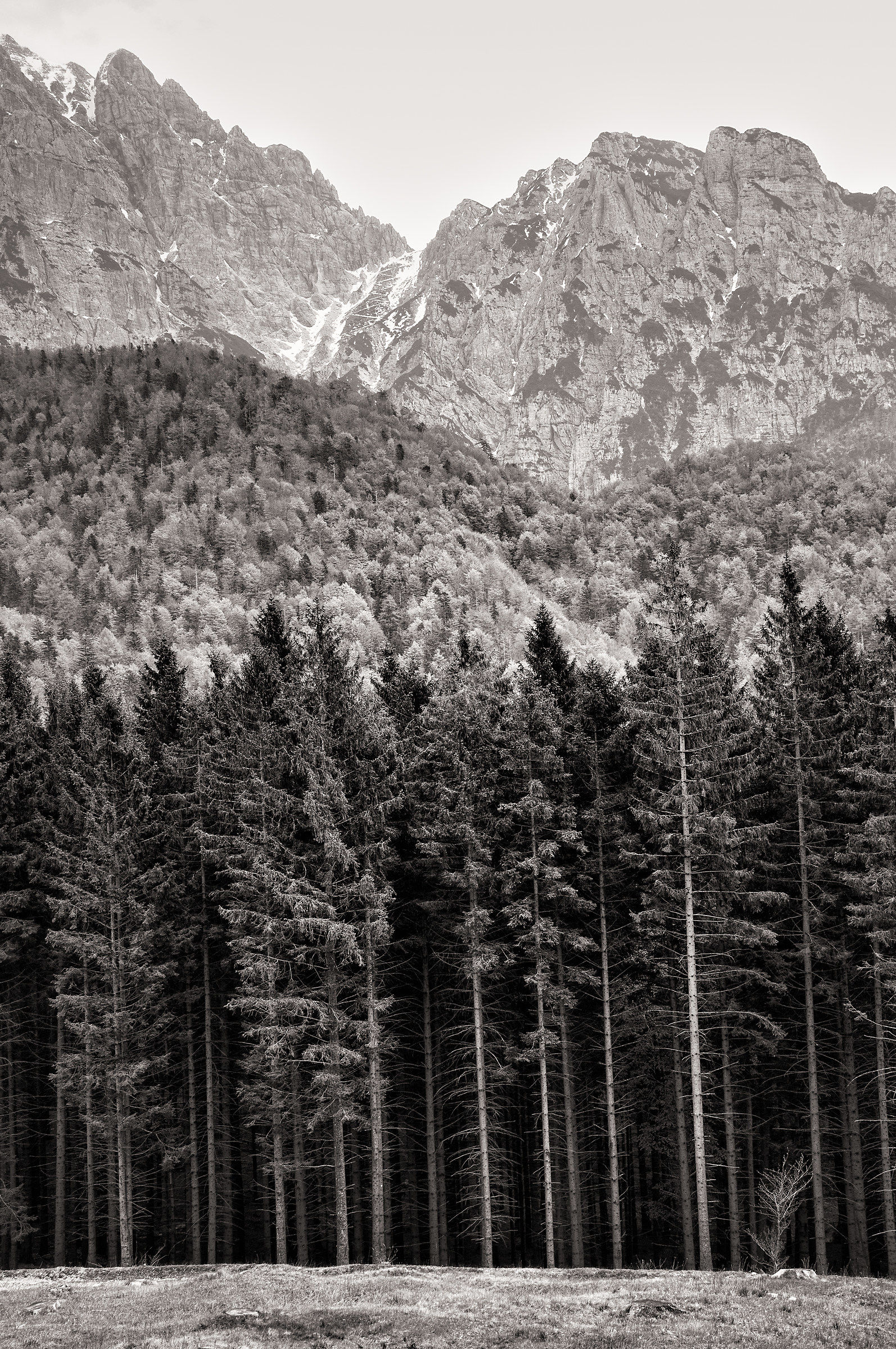 dove inizia il bosco