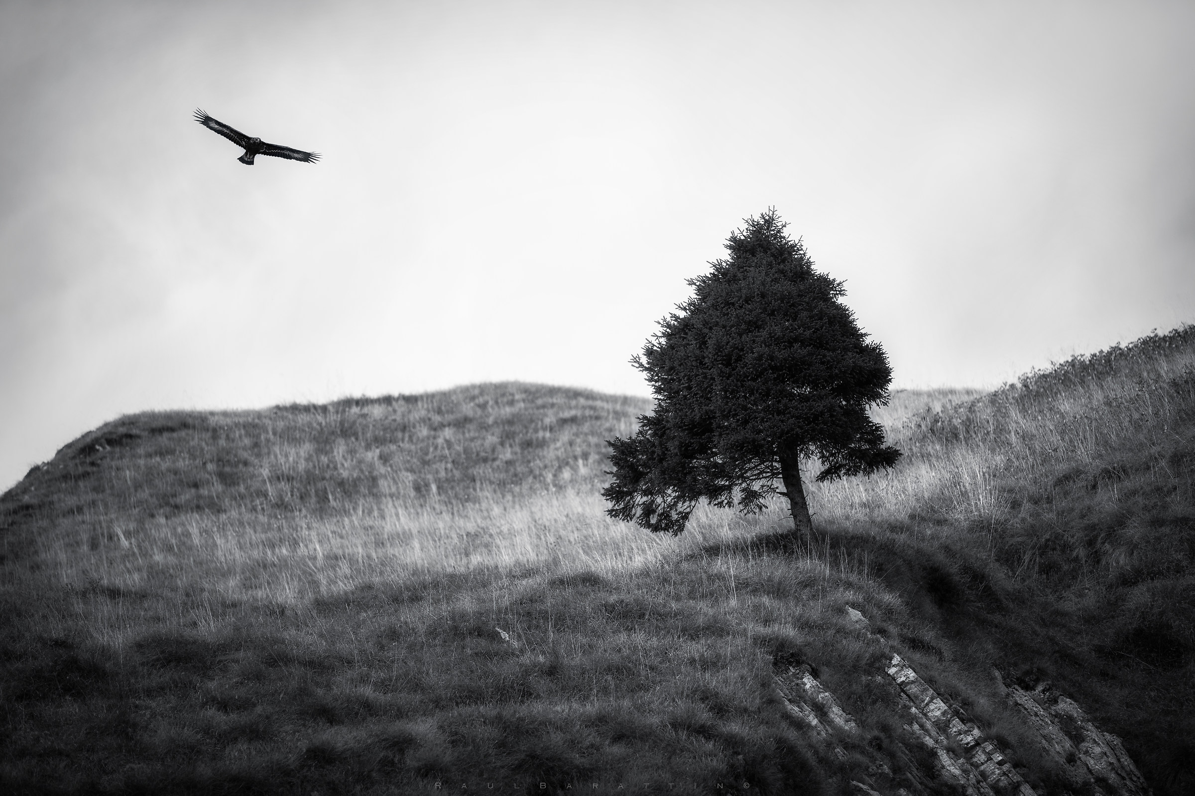 The Queen's Trees ...