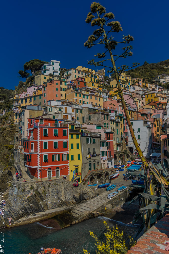 Rio Maggiore e l'agave