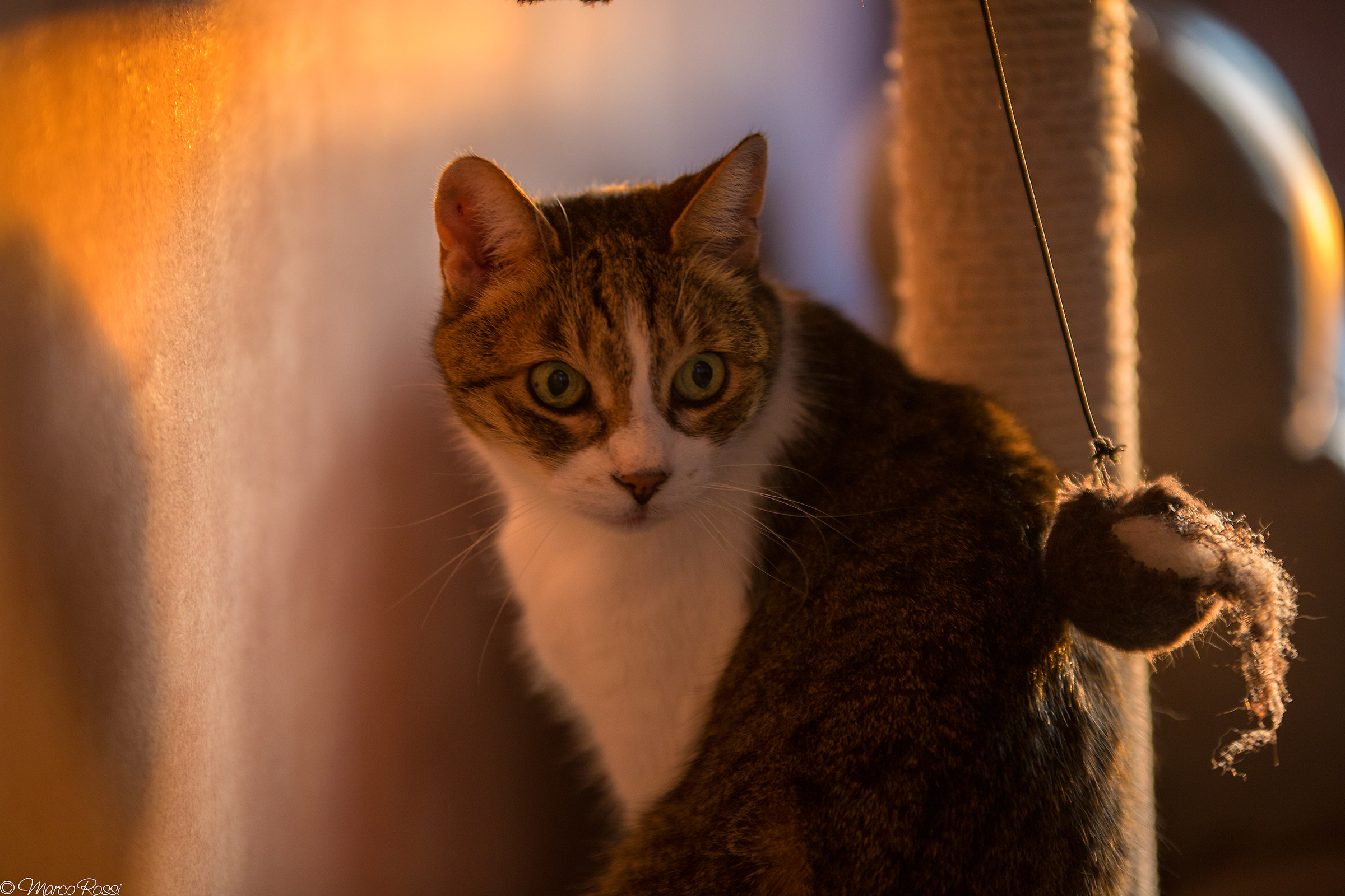 Cranberry 16 years old and do not hear them :)