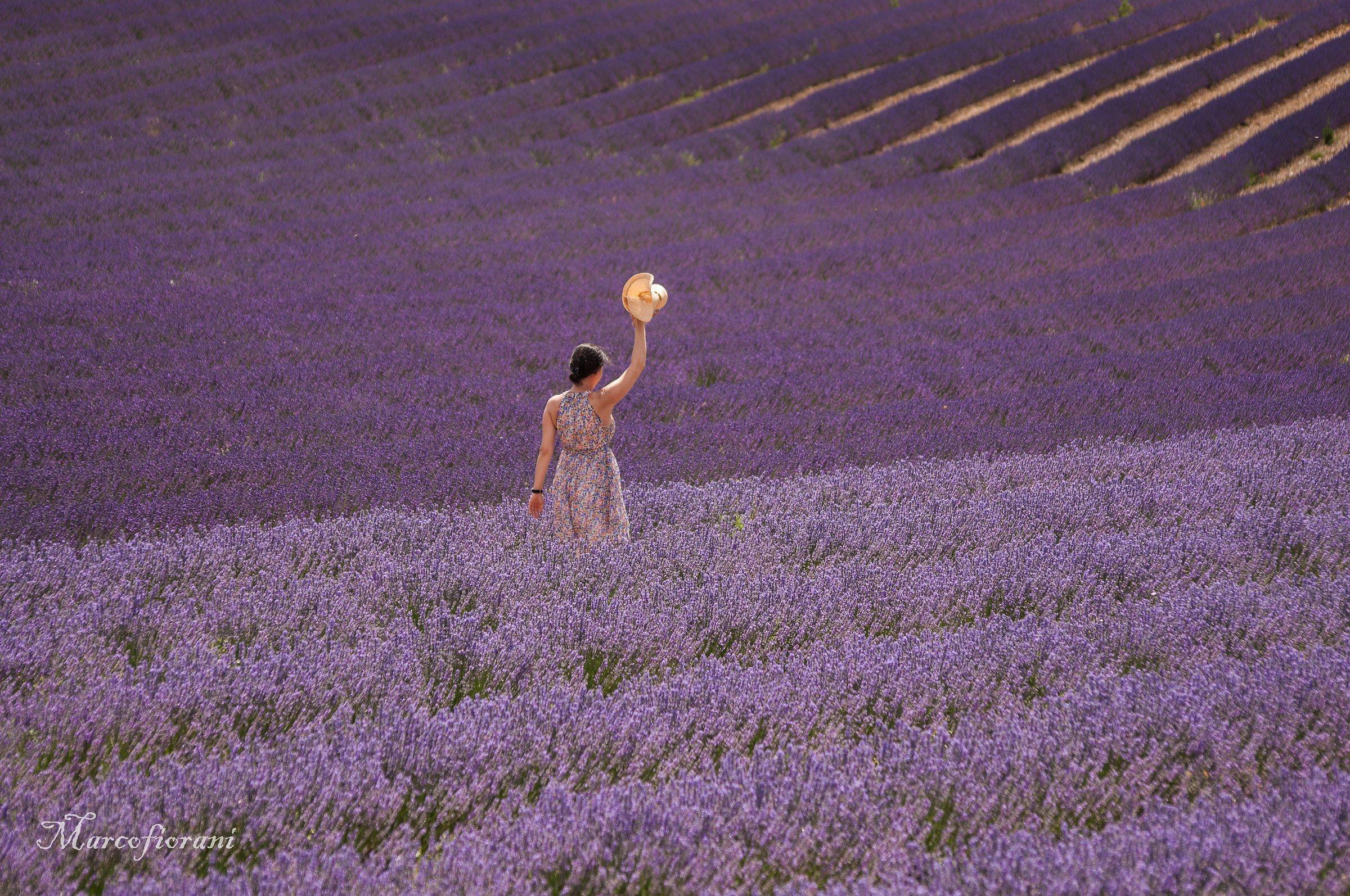 lavender greeting