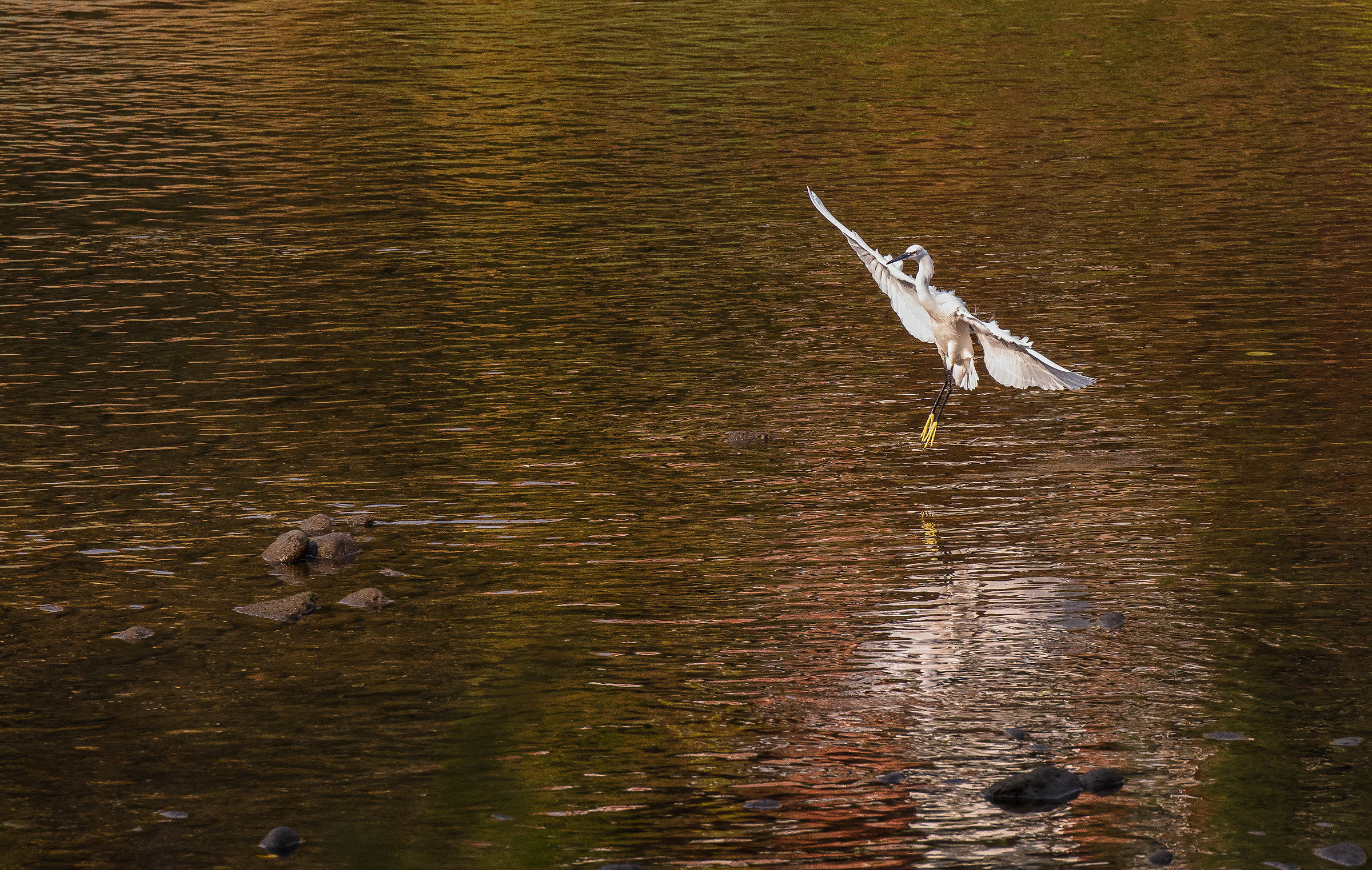 Angel................