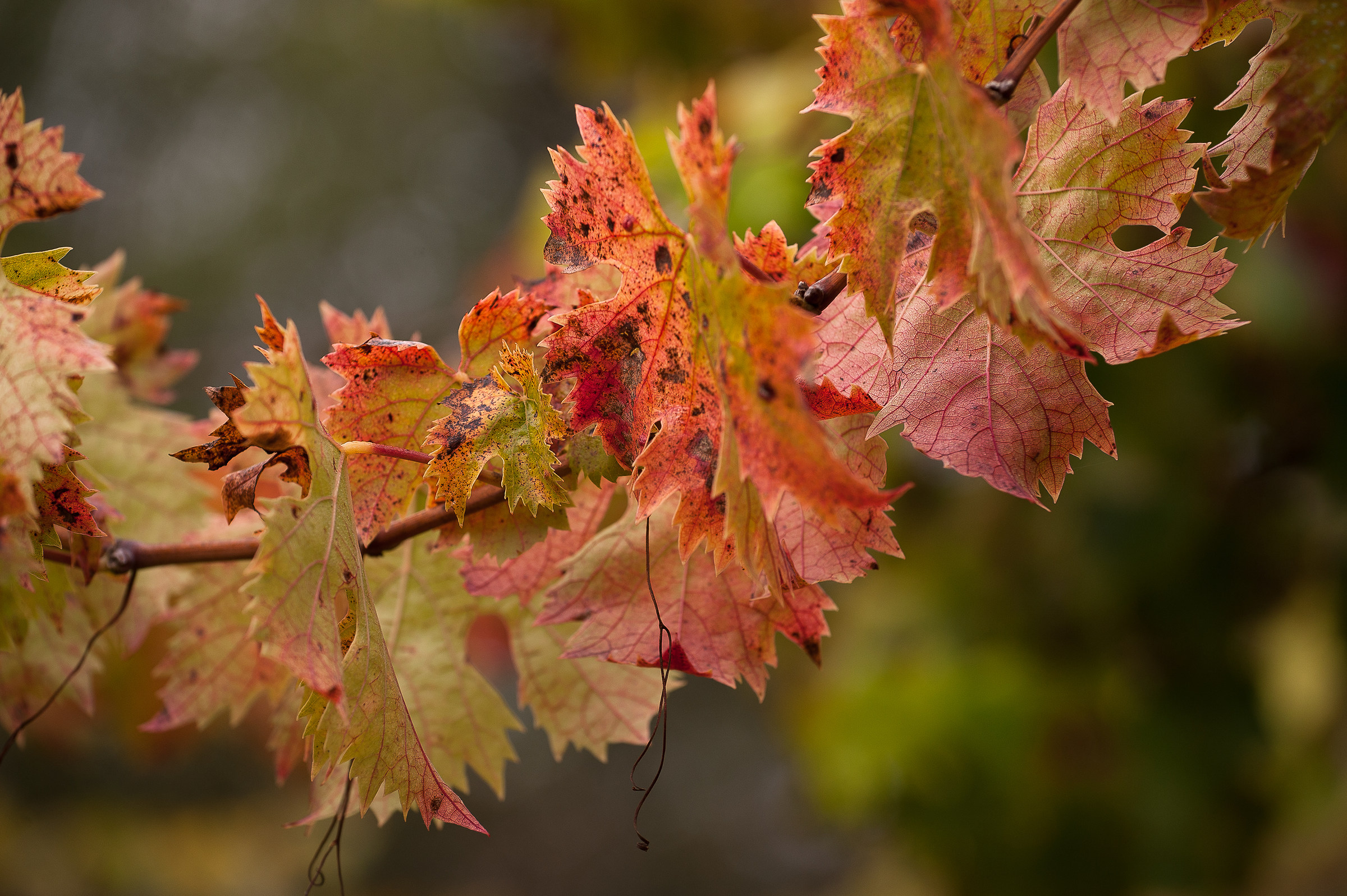 Caldi colori autunnali