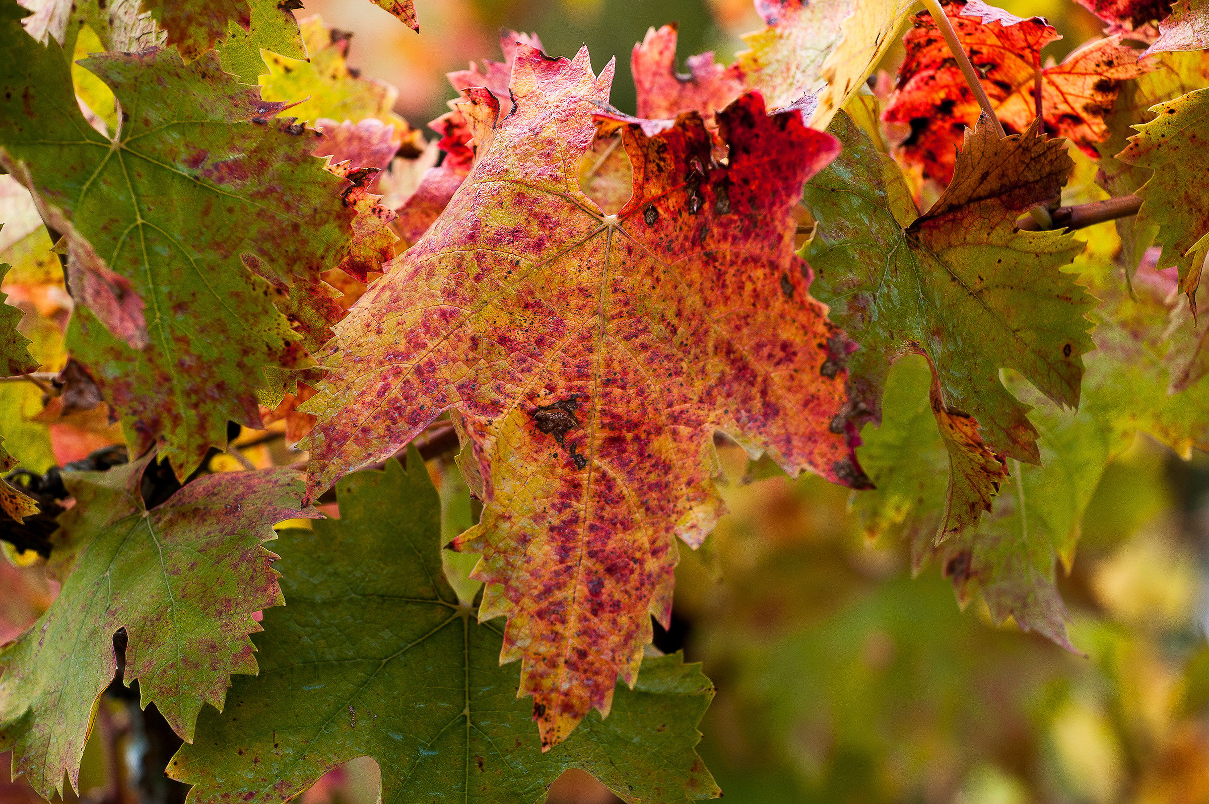 Caldi colori autunnali