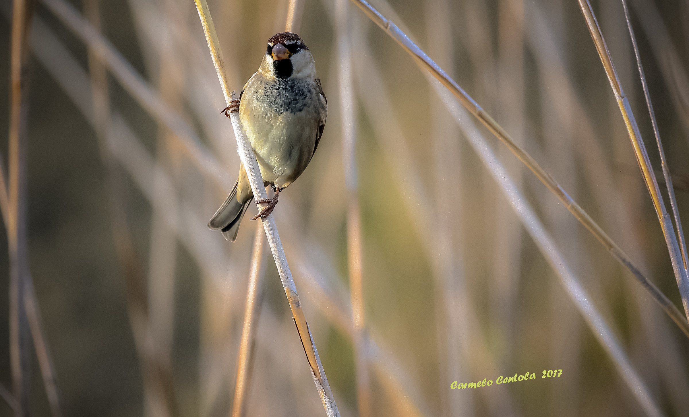 passerotto nel canneto