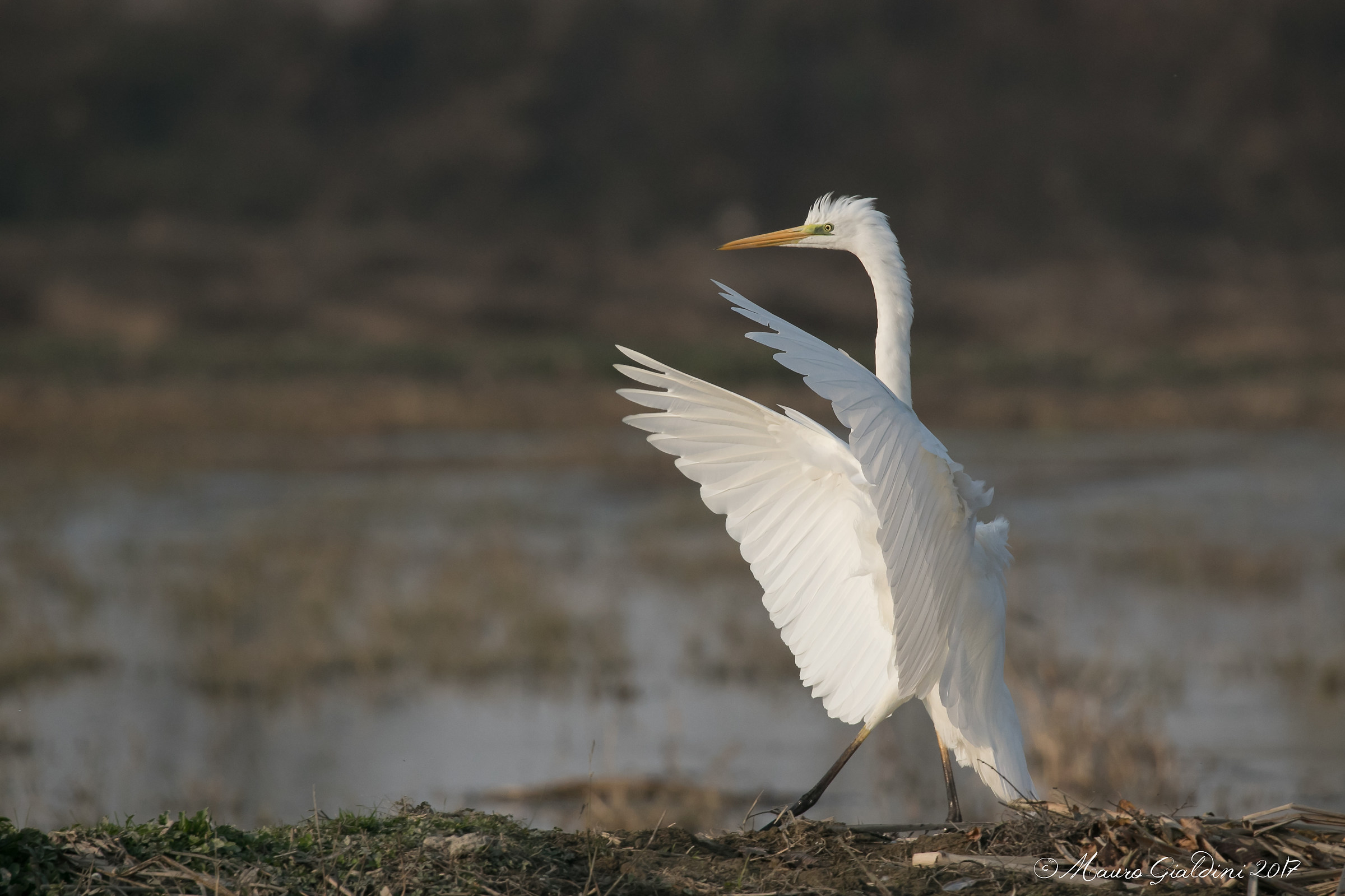 Airone bianco maggiore