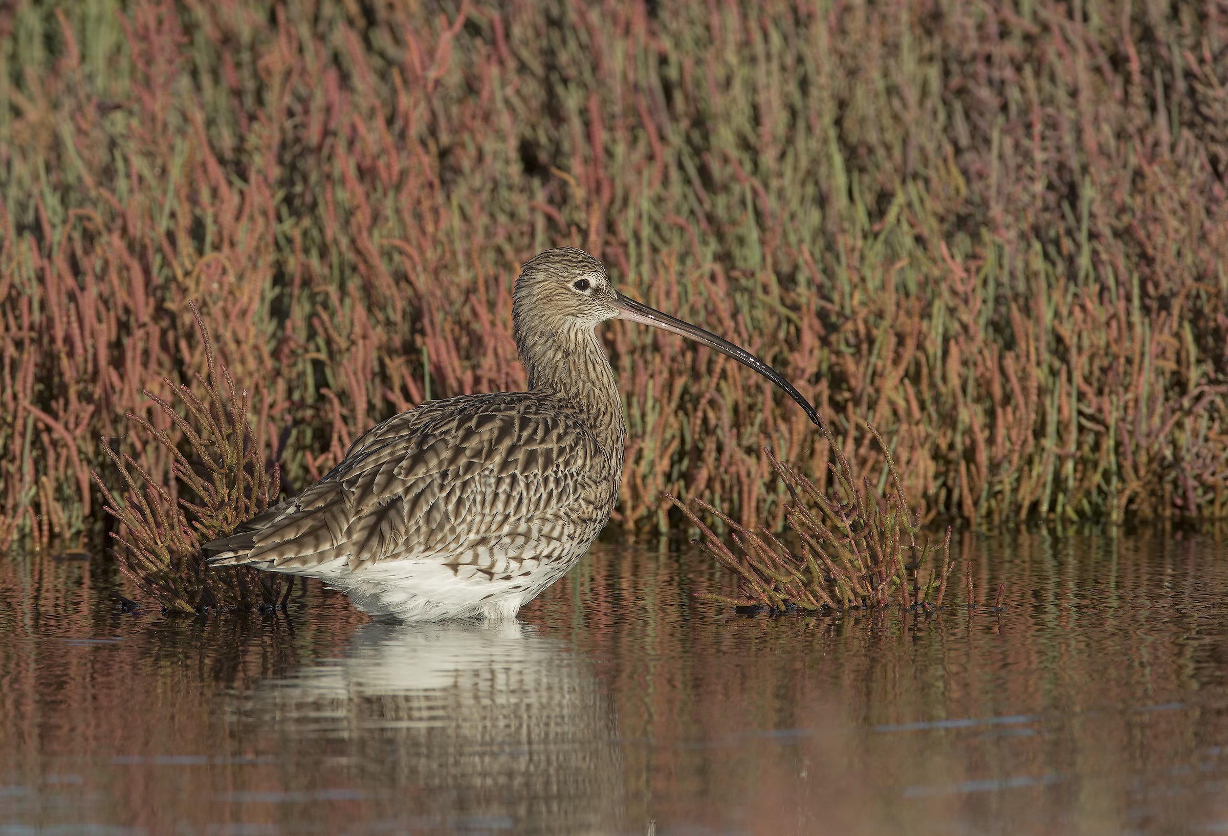 all'alba....rossissima