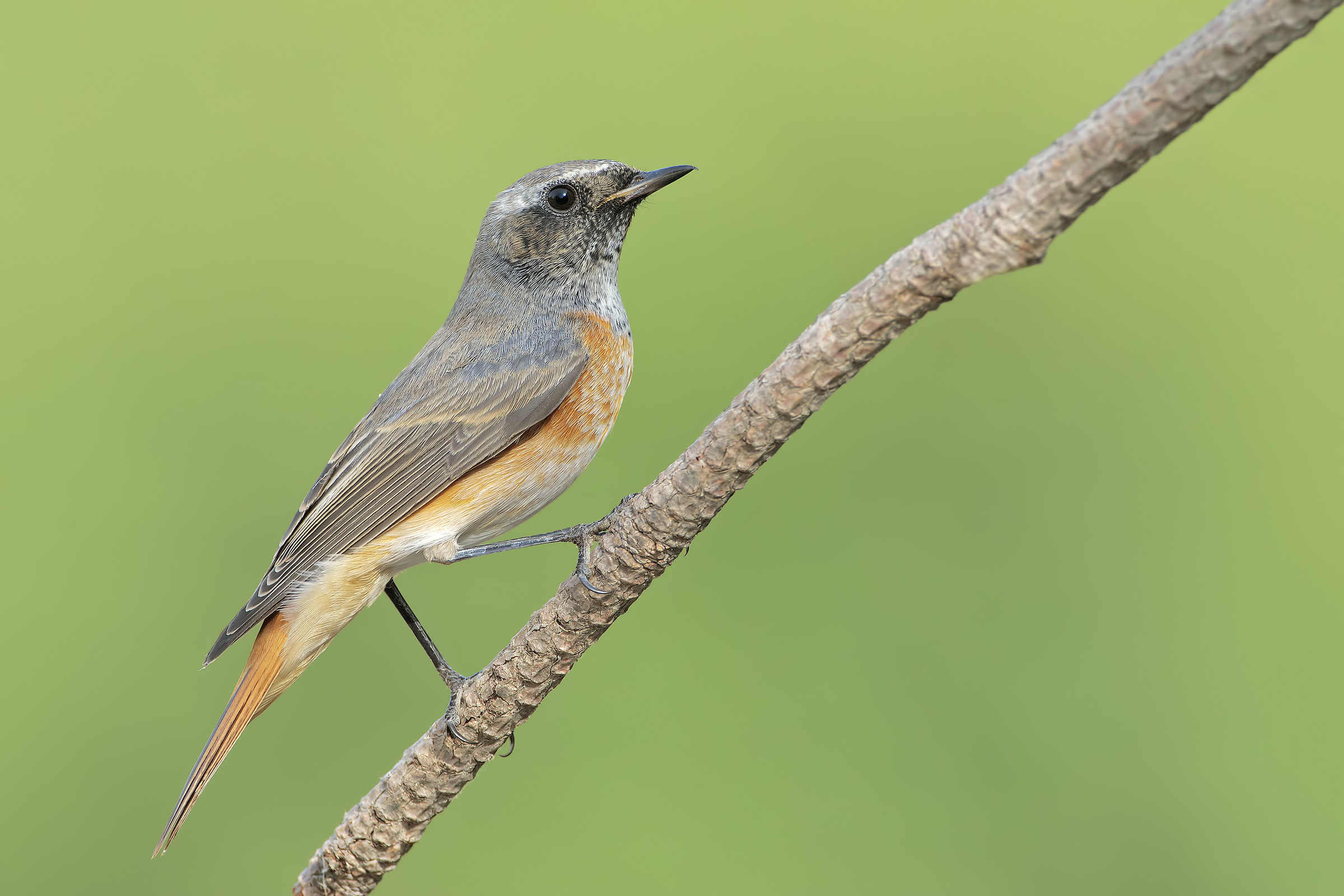 Redstart