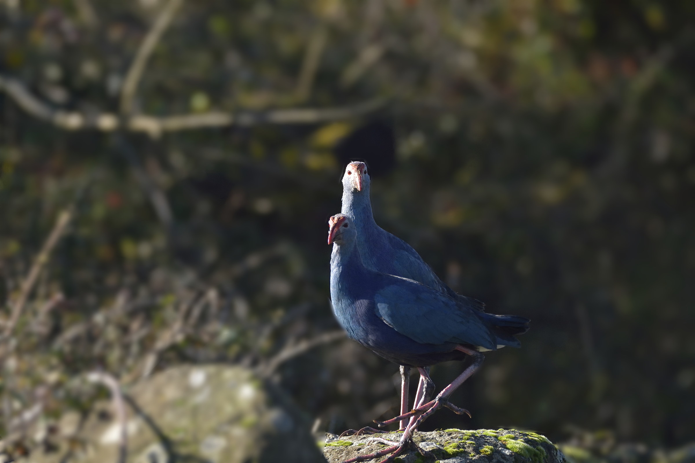 Coppia di Polli Sultano