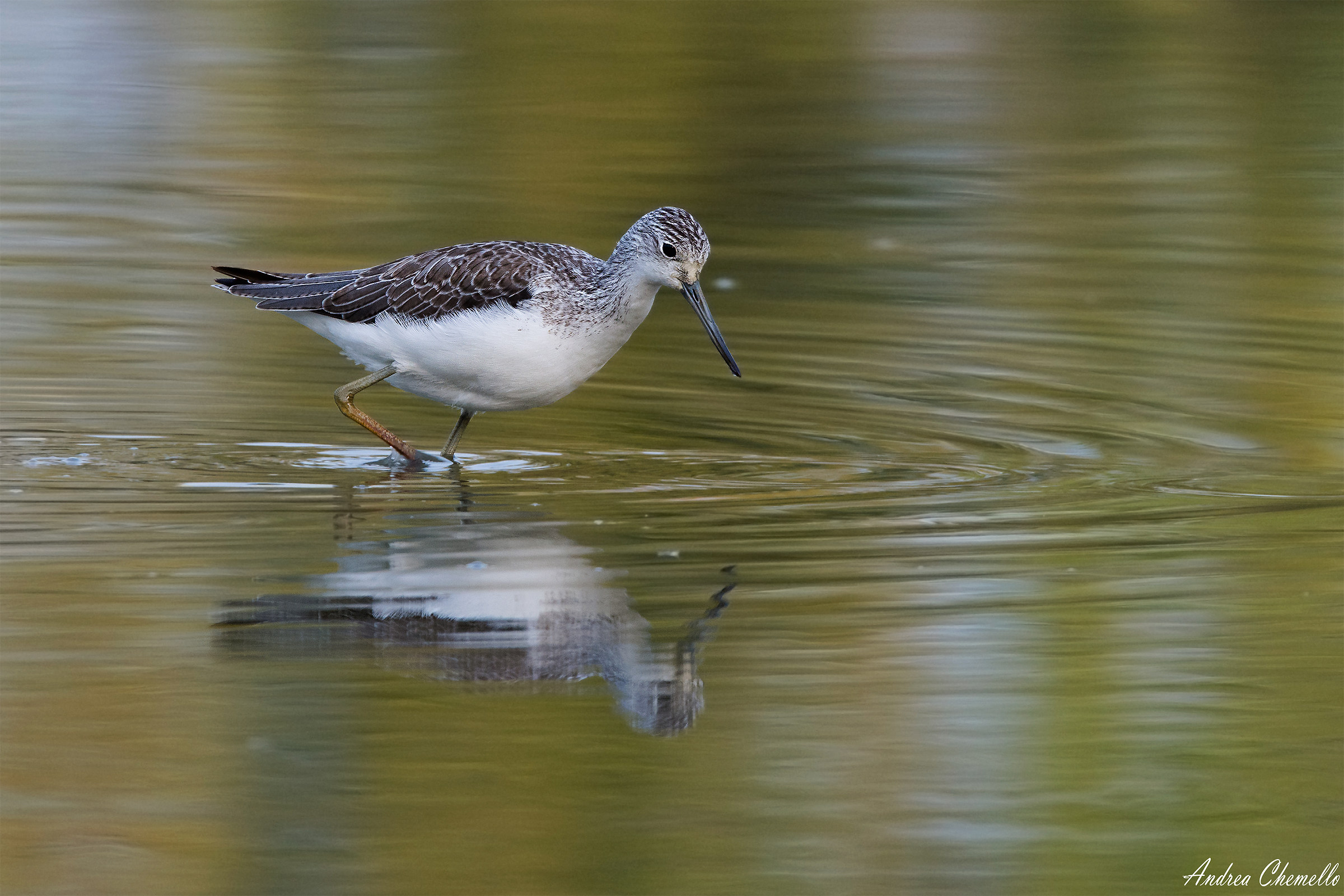 Pantana (Tringa nebularia) 1