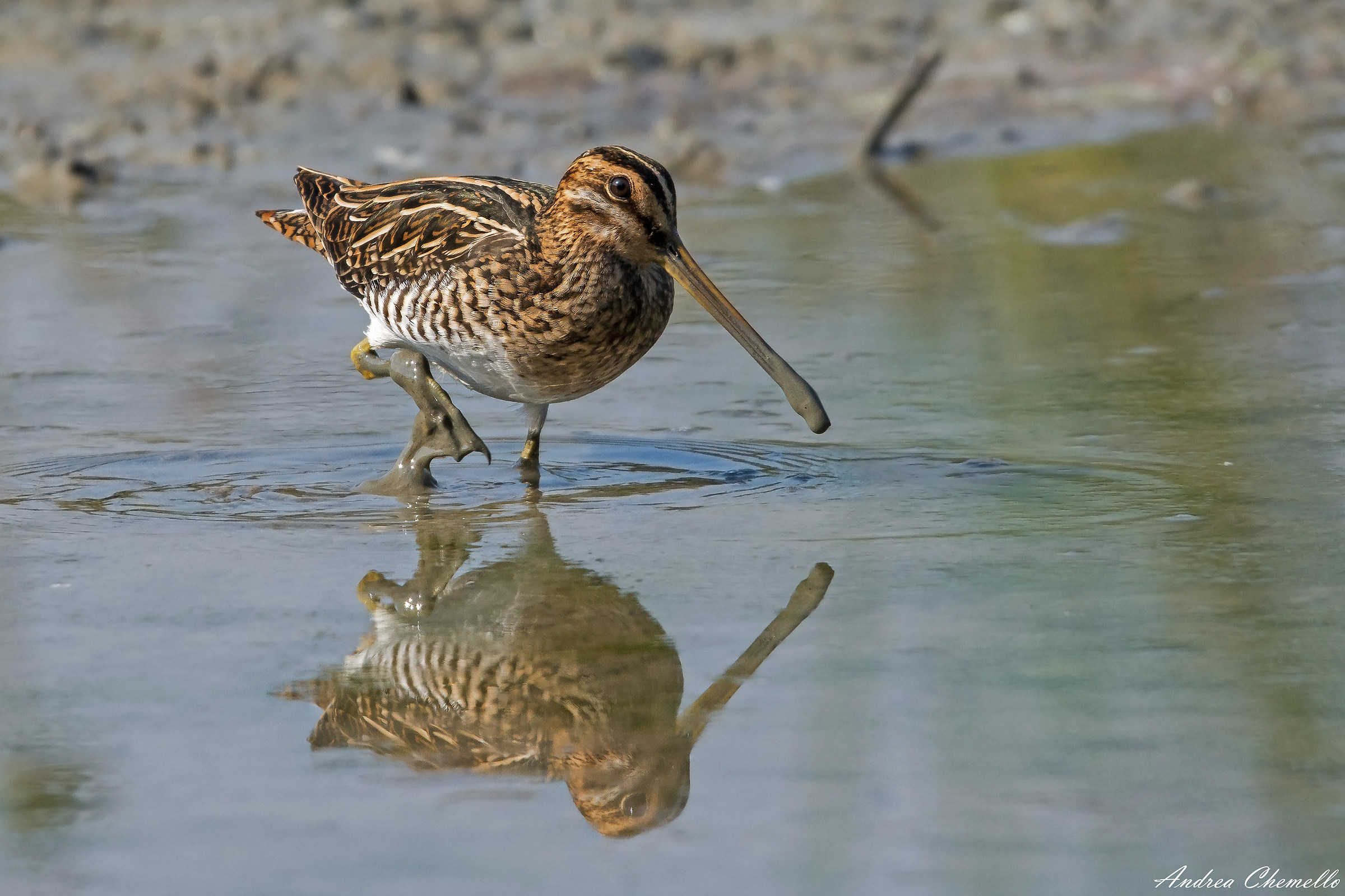 Beccaccino (Gallinago gallinago)