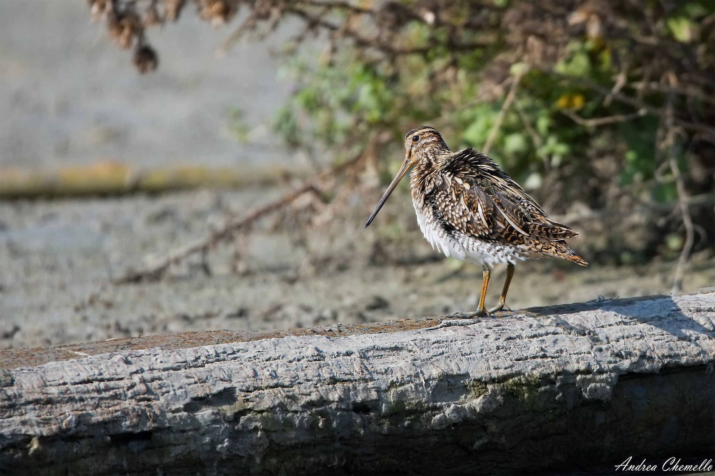 Beccaccino (Gallinago gallinago) 1
