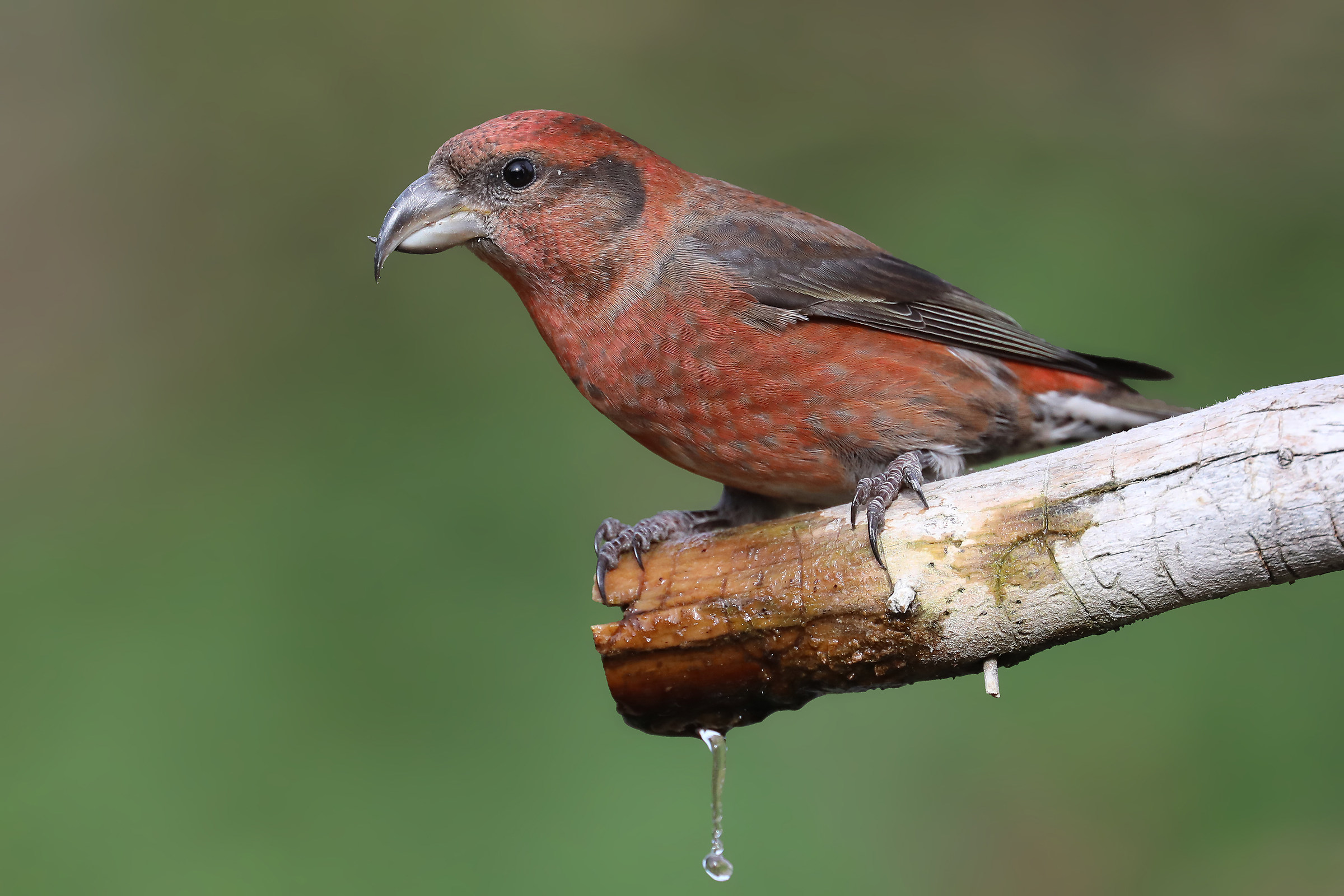 Cruises that Drink from the Fountain
