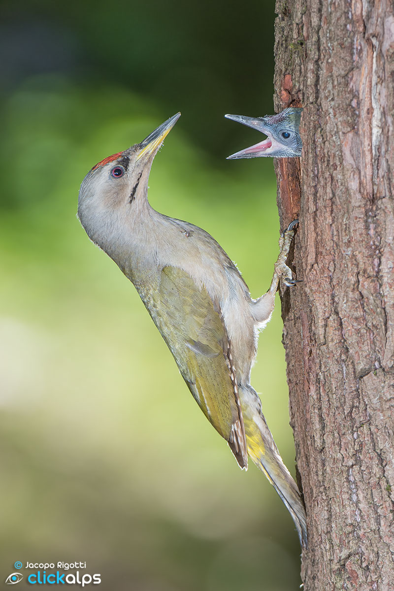 embedded beech woodpecker