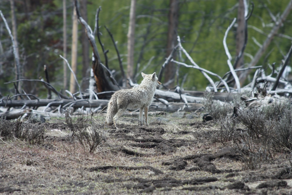 lupo grigio - Yellowstone national Park