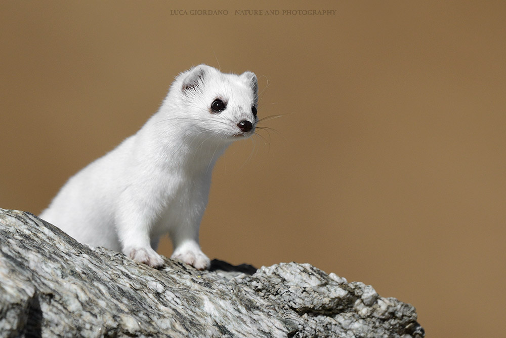 Ermellino - Ermine Stoat