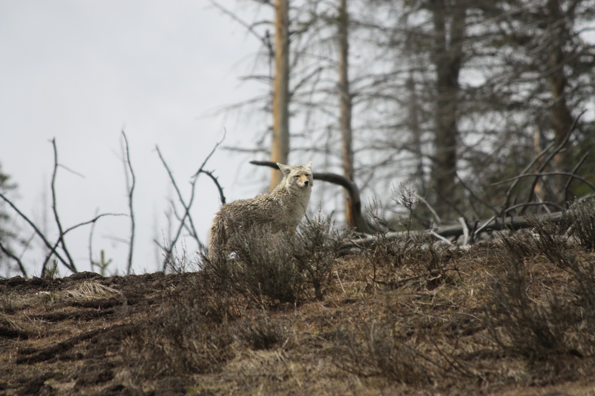 lupo grigio - Yellowstone National Park