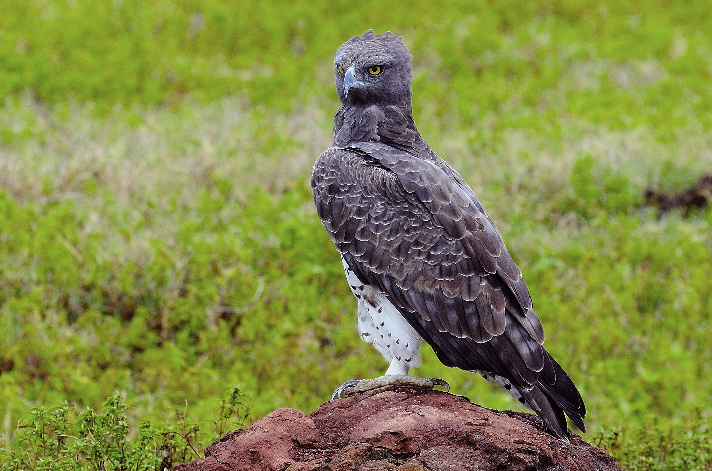 Ngorongoro -aquila marziale