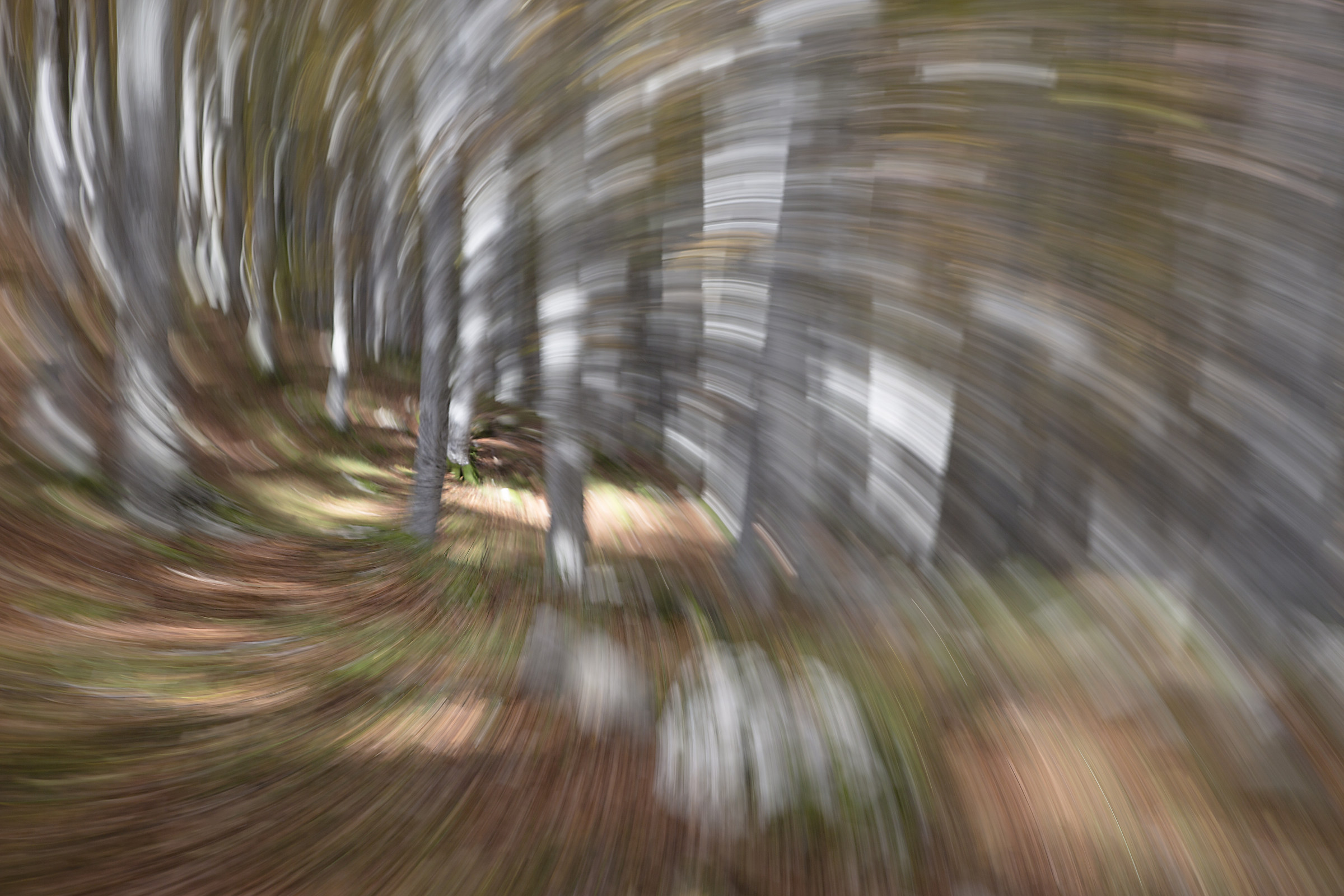 risucchiati dal bosco