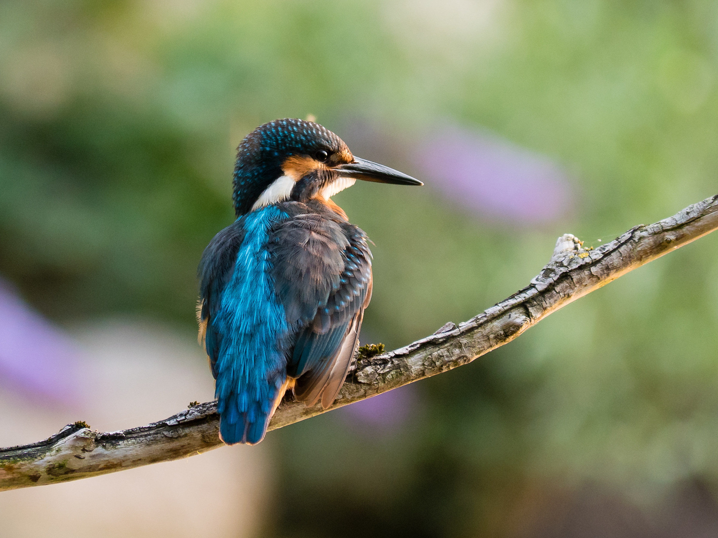 Kingfisher
