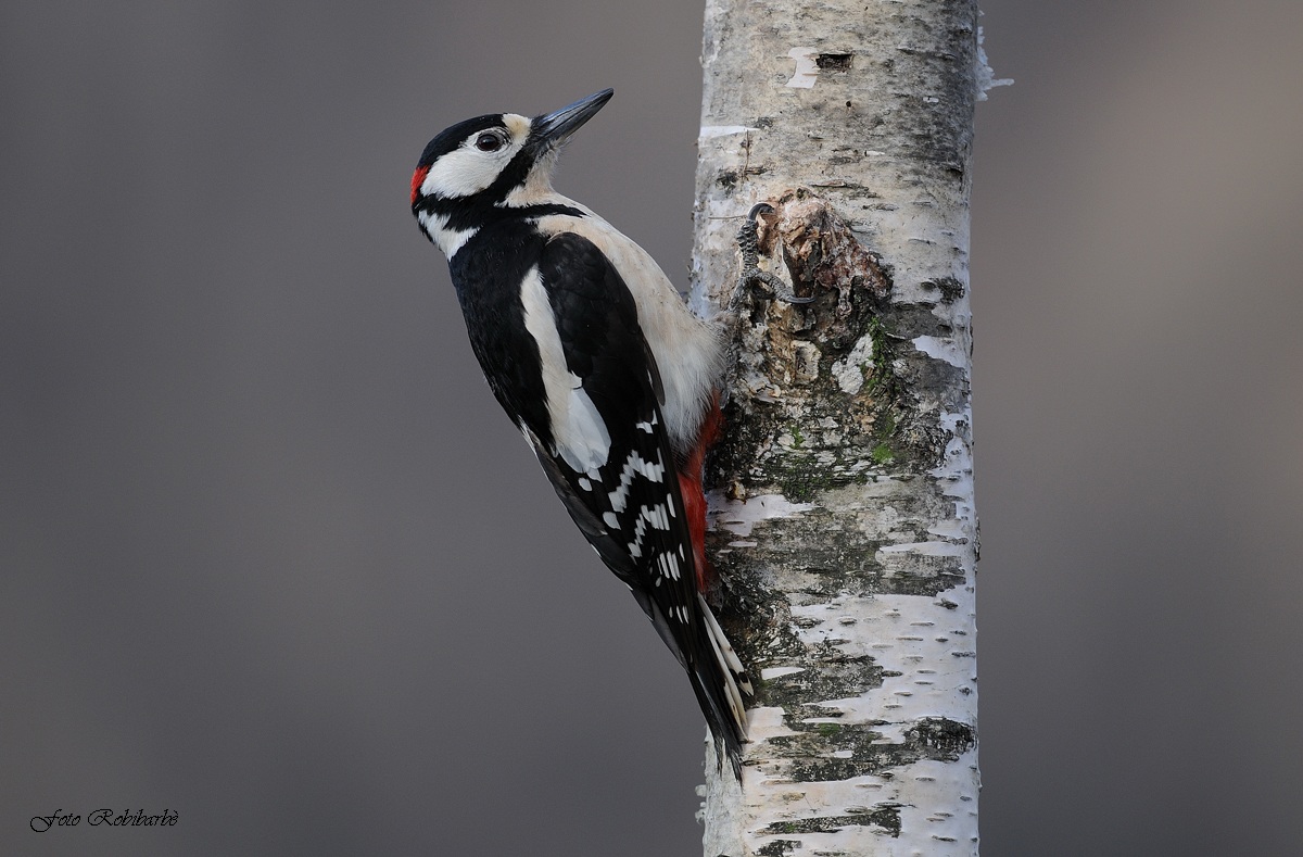 Picchio rosso maggiore