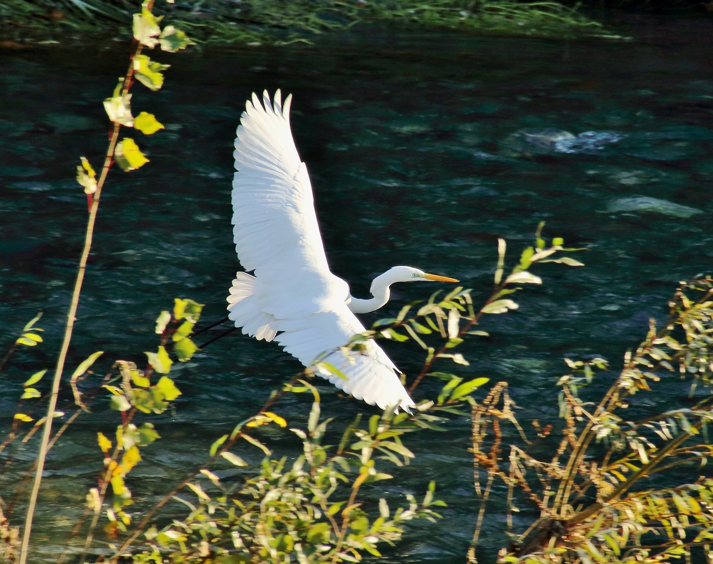 White heron