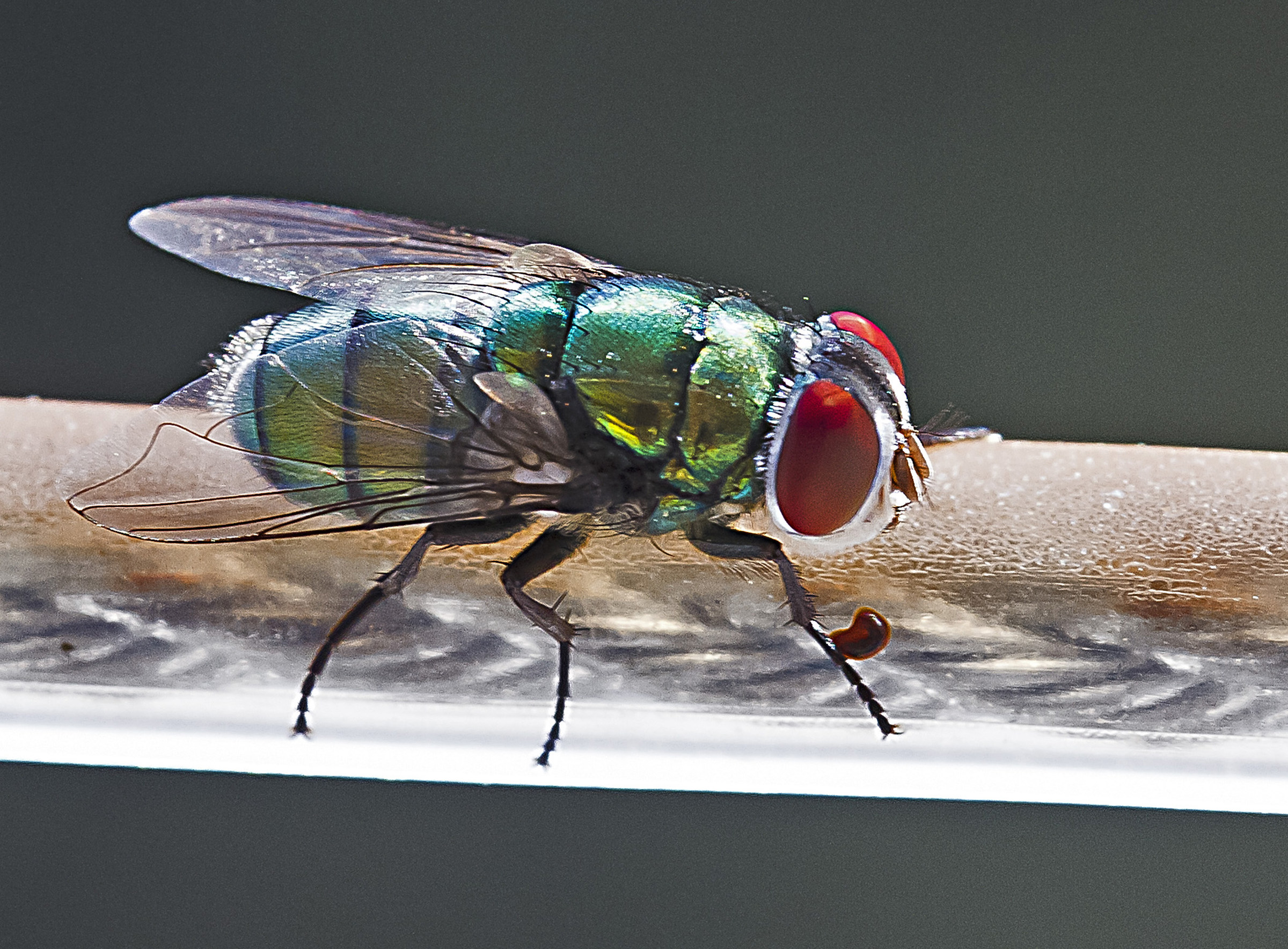 mosca sul filo (mano libera)