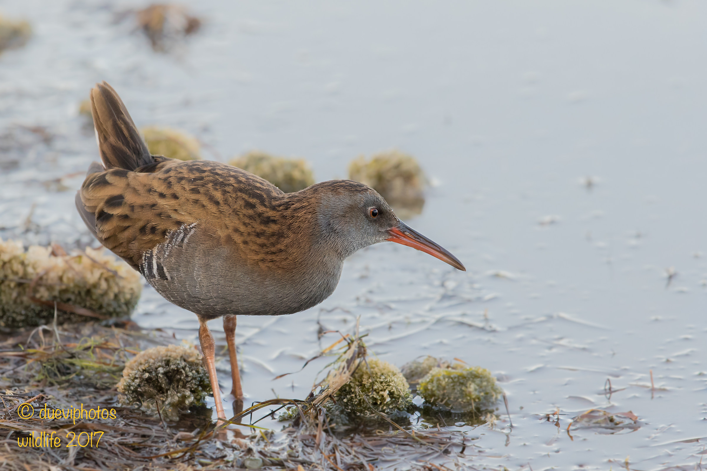 Water Rail