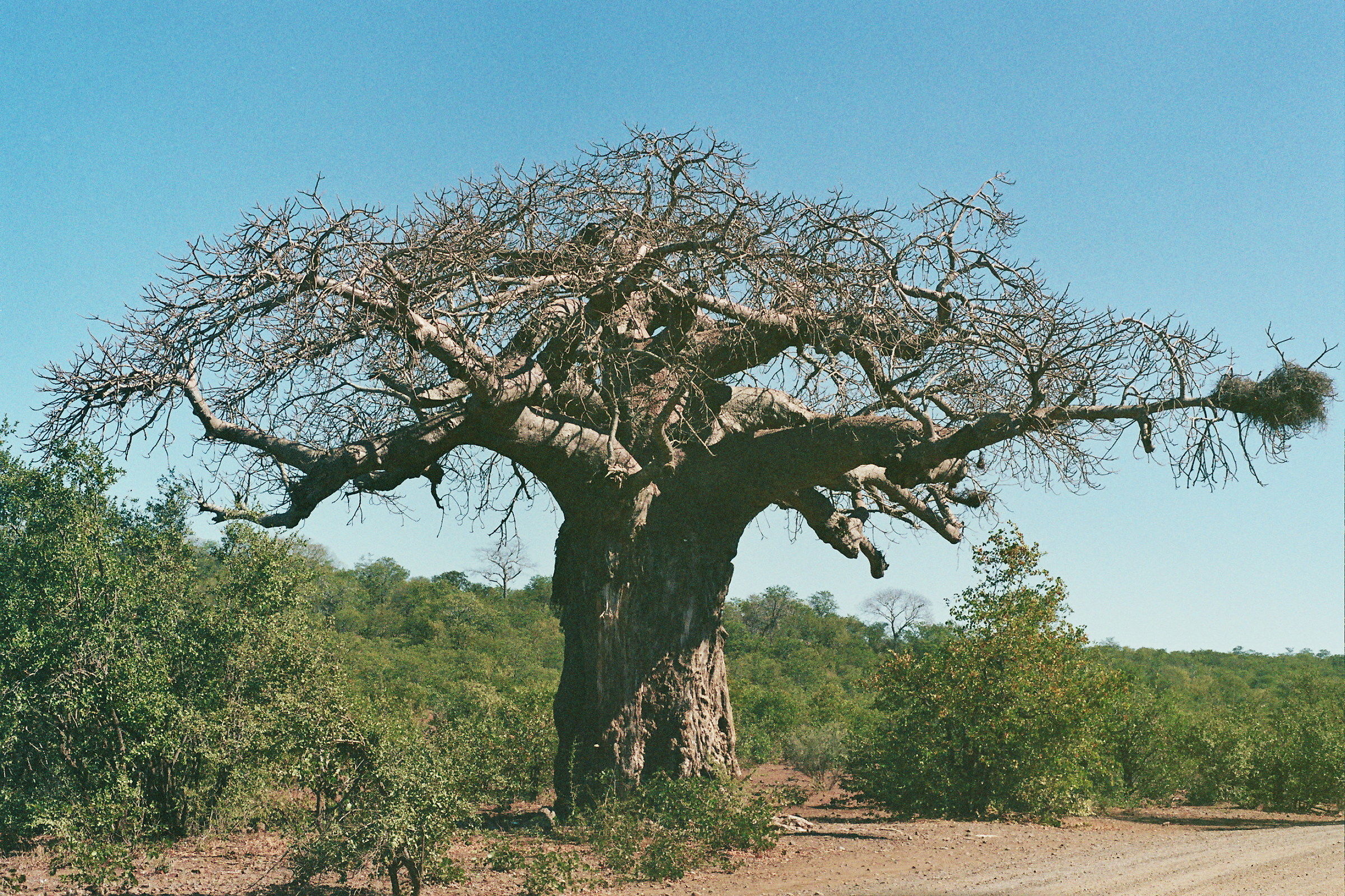 Baobab tree, Kruger Nat. Park.