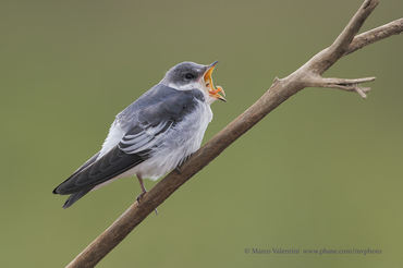 Tachycineta albiventer