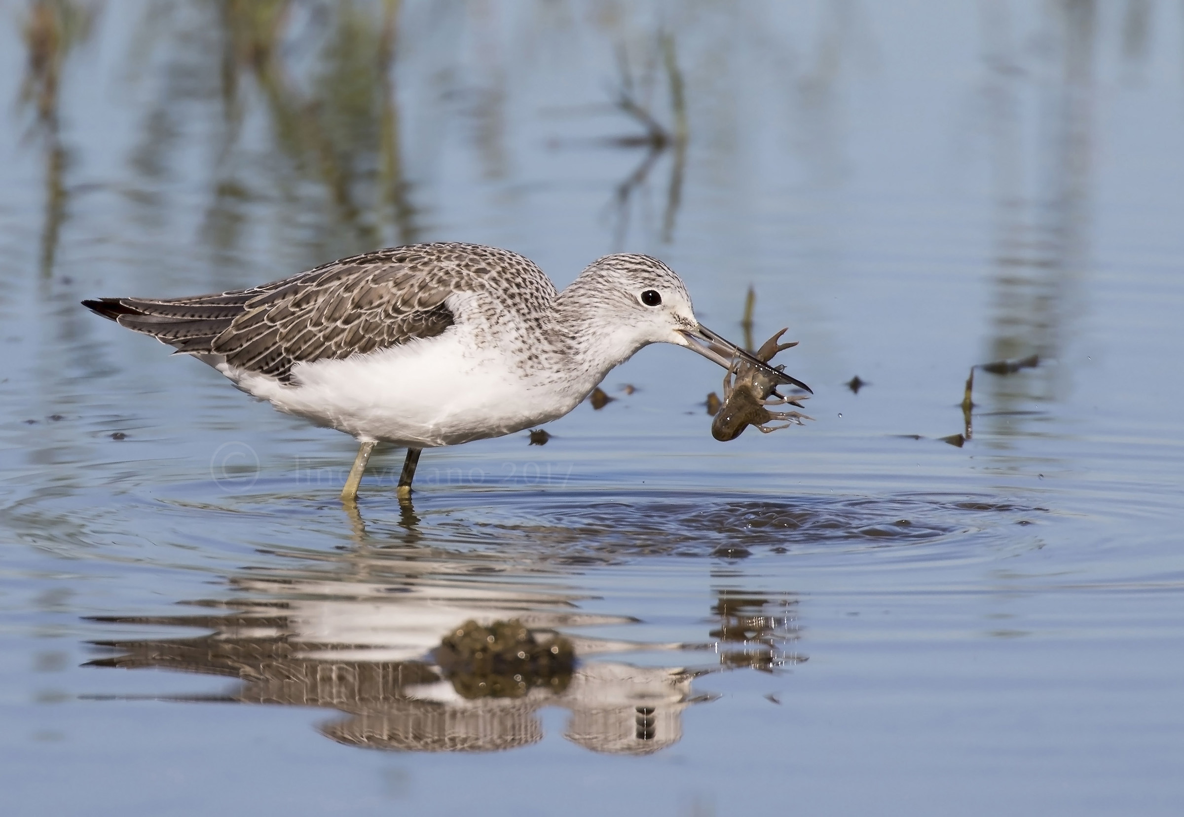 Pantana (Tringa nebularia)
