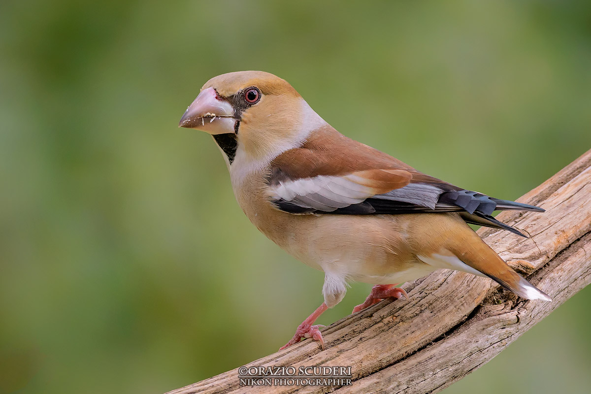 Coccothraustes coccothraustes