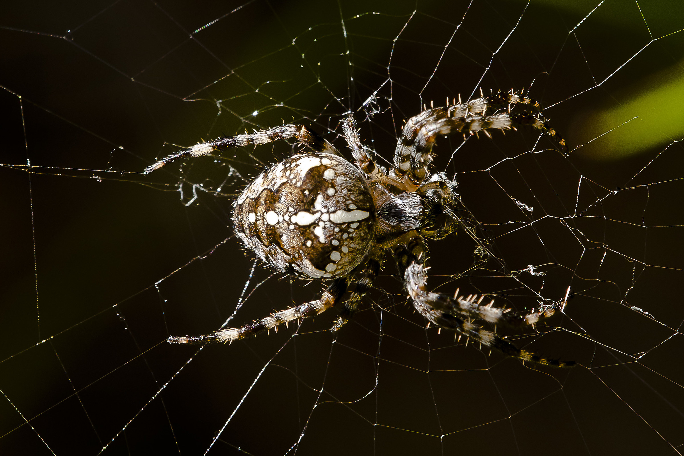 Araneus diadematus