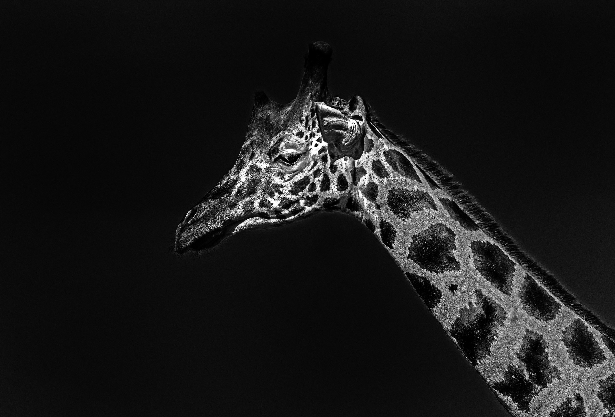 Giraffe b & w
