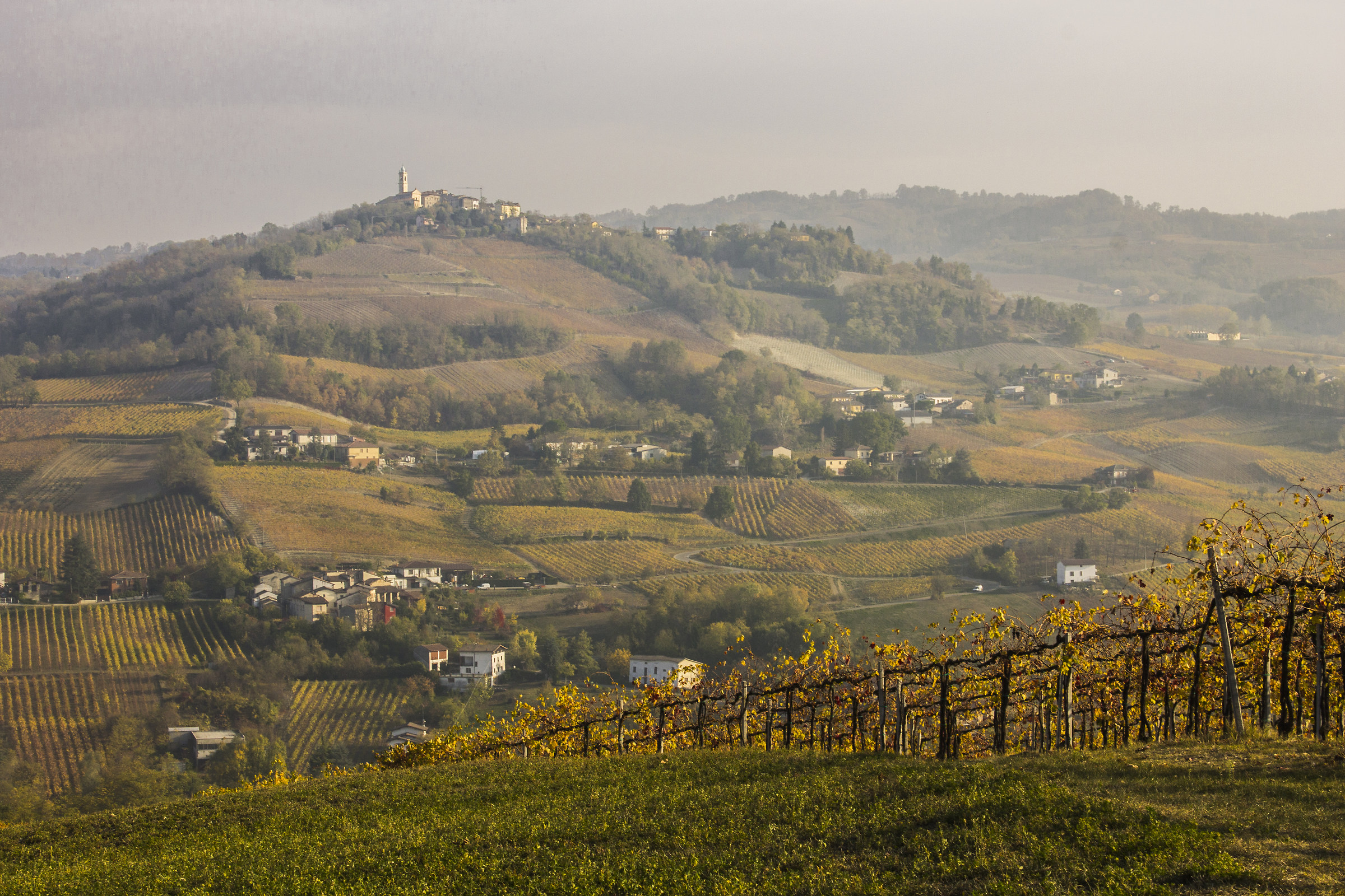 Vitigni dell'Oltrepò